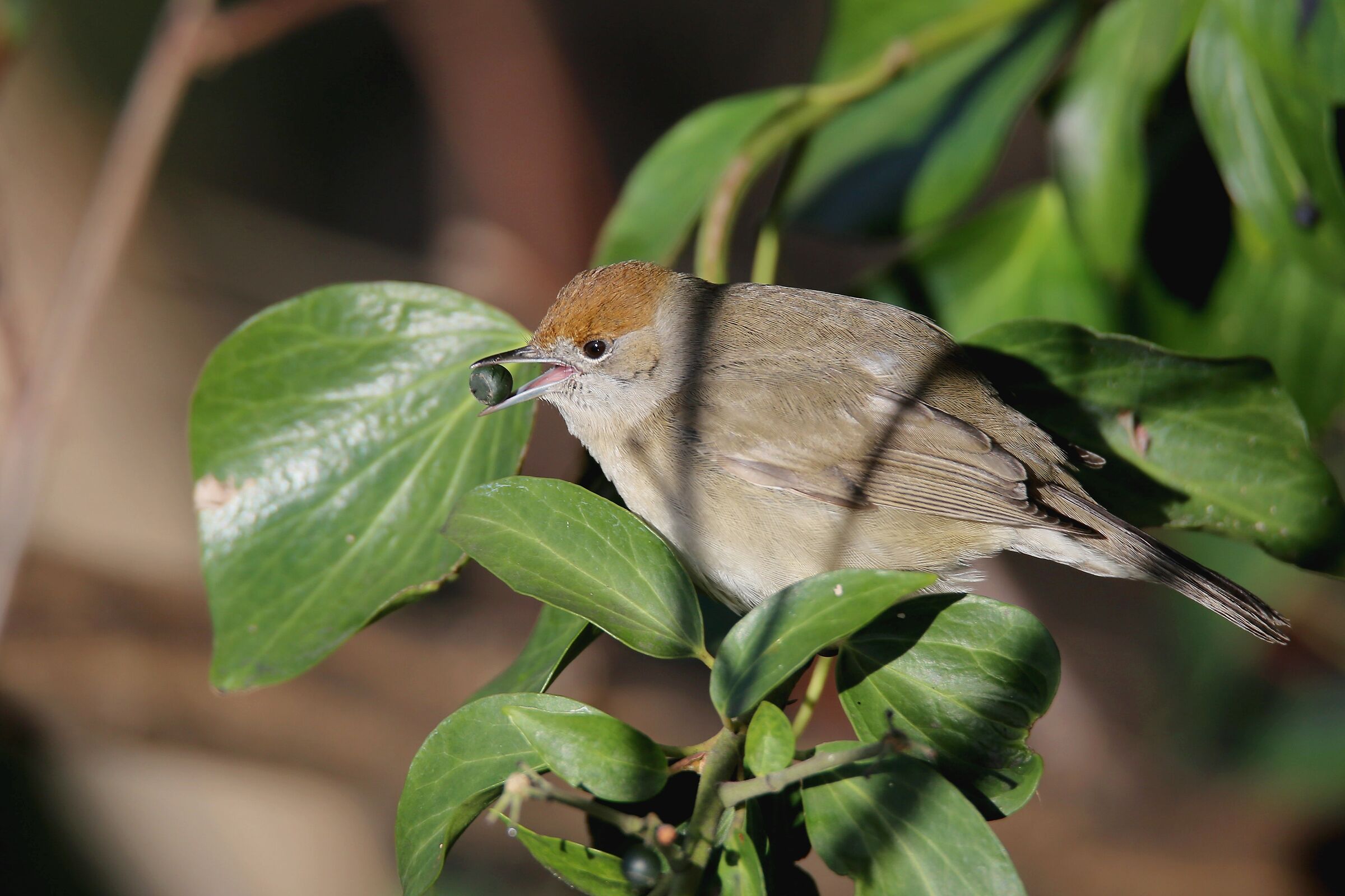 Blackcap