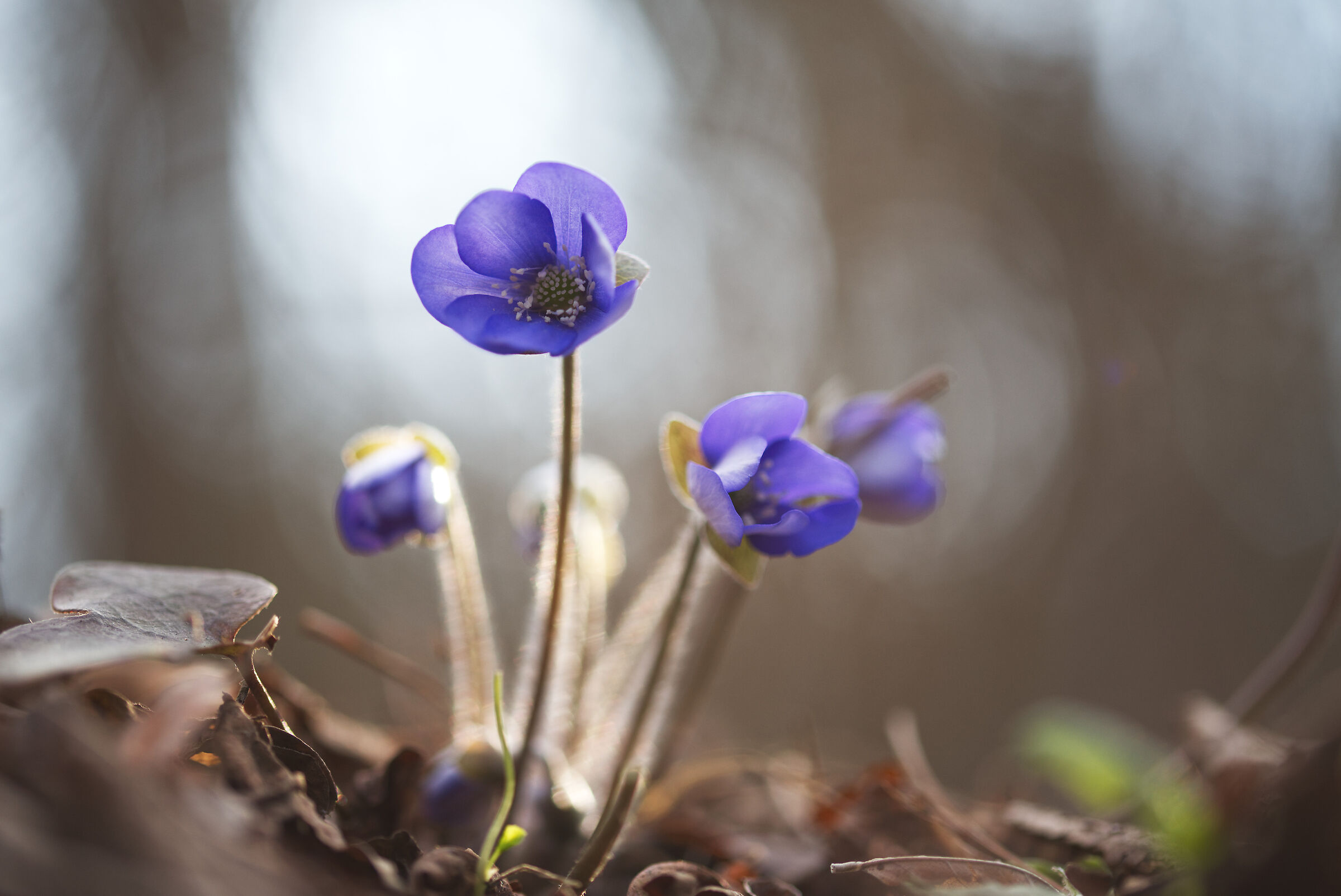 Hepatica nobilis