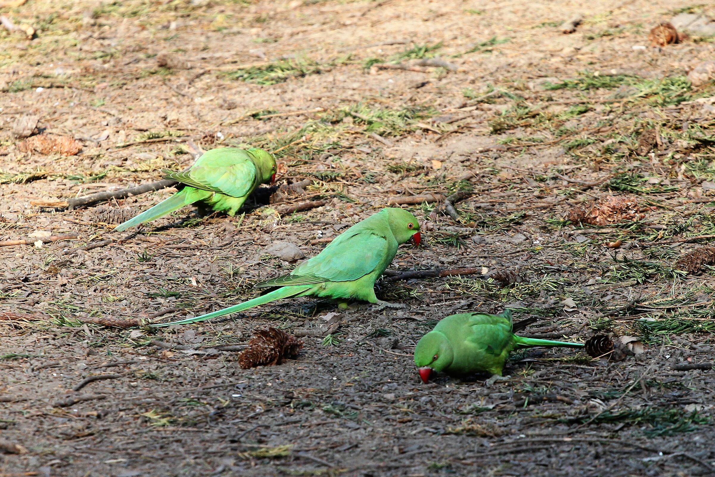 La allegra famigliola...