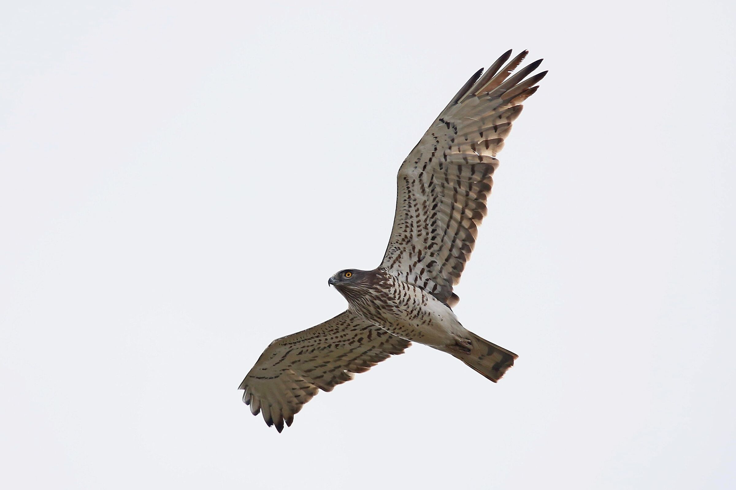 Harrier eagle