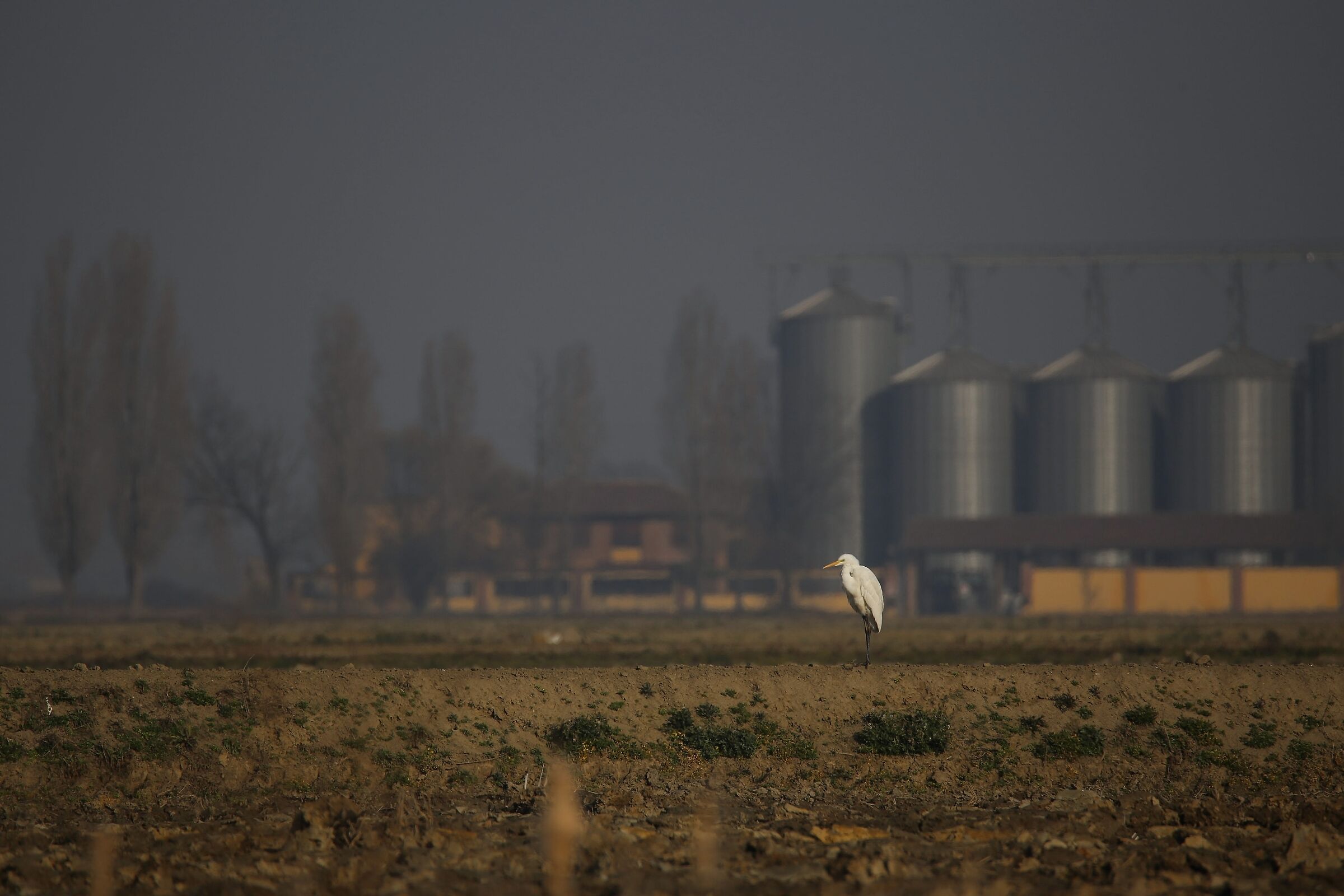Landscape