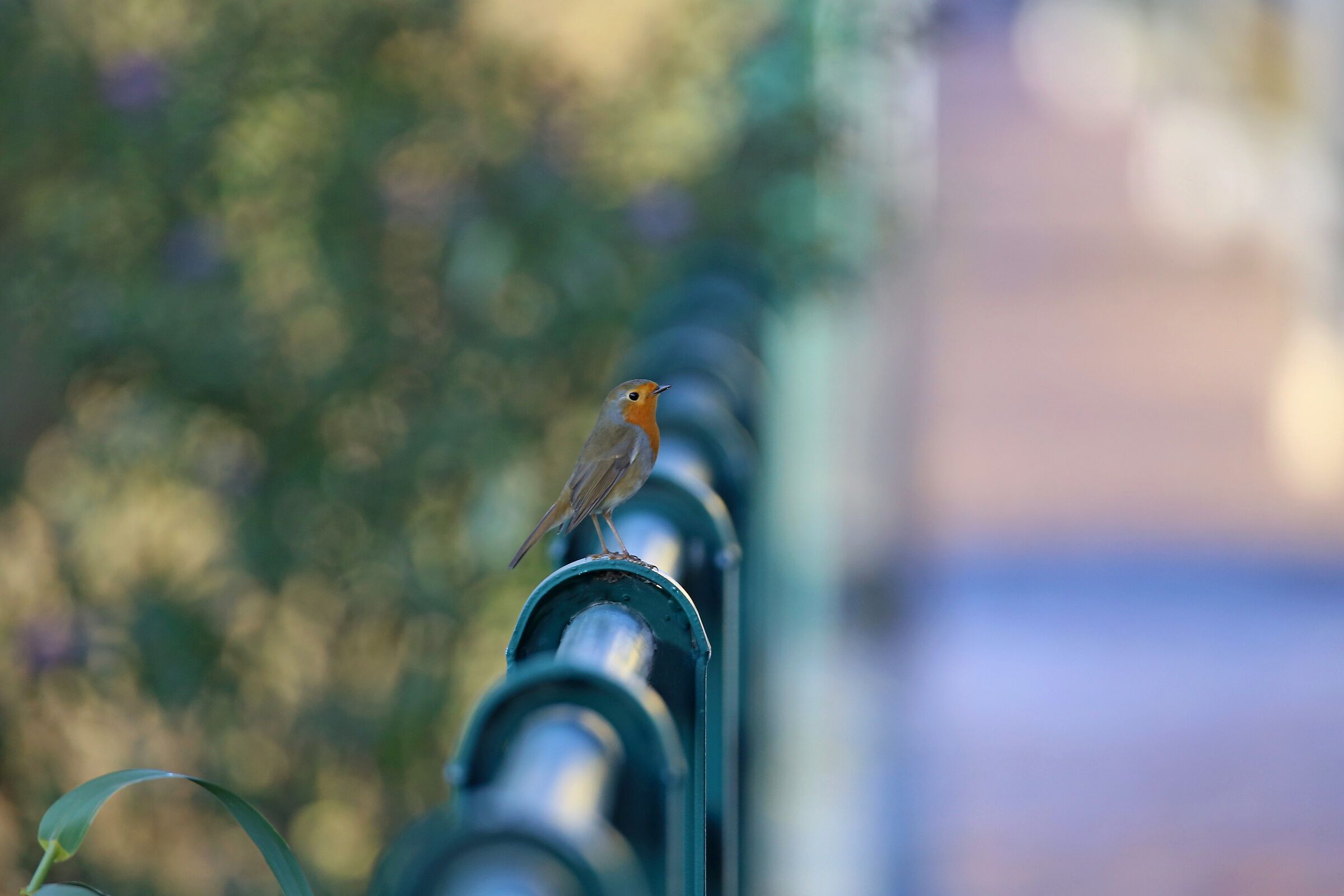 Robin