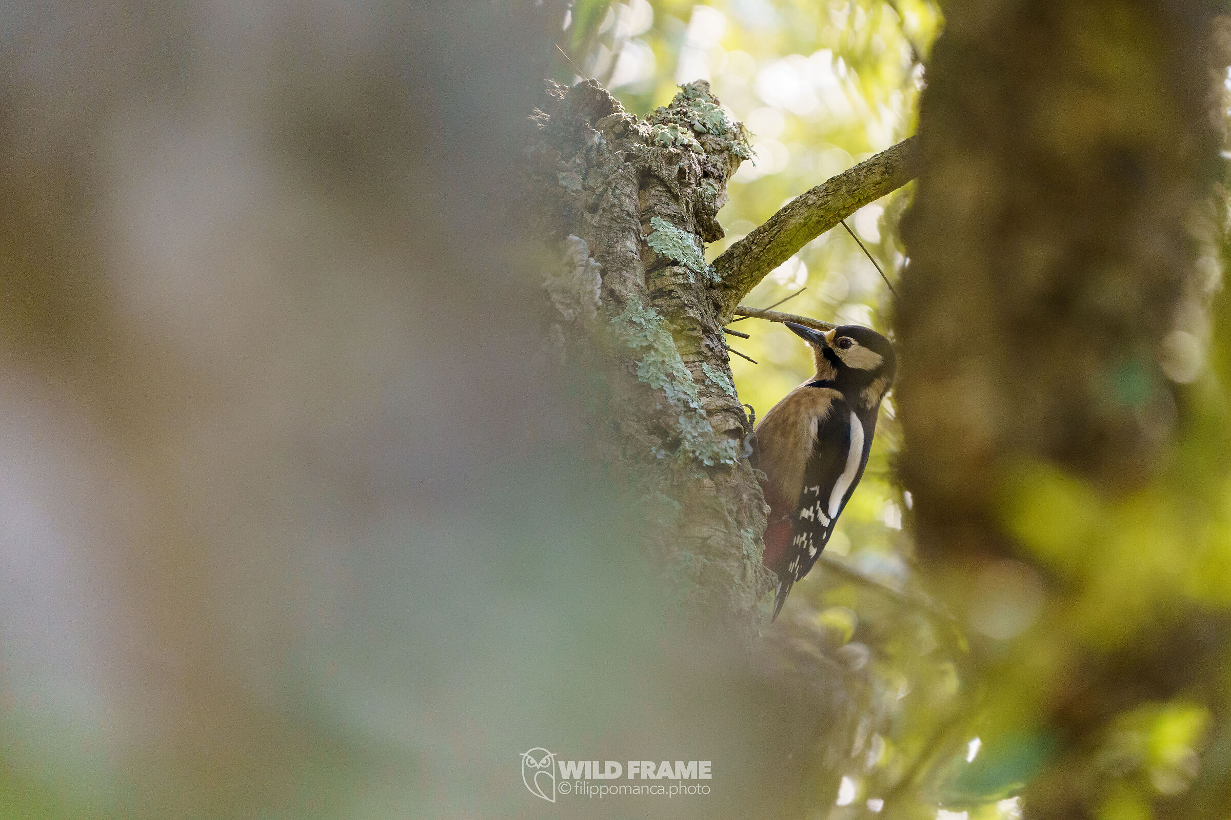 Woodpecker on cork