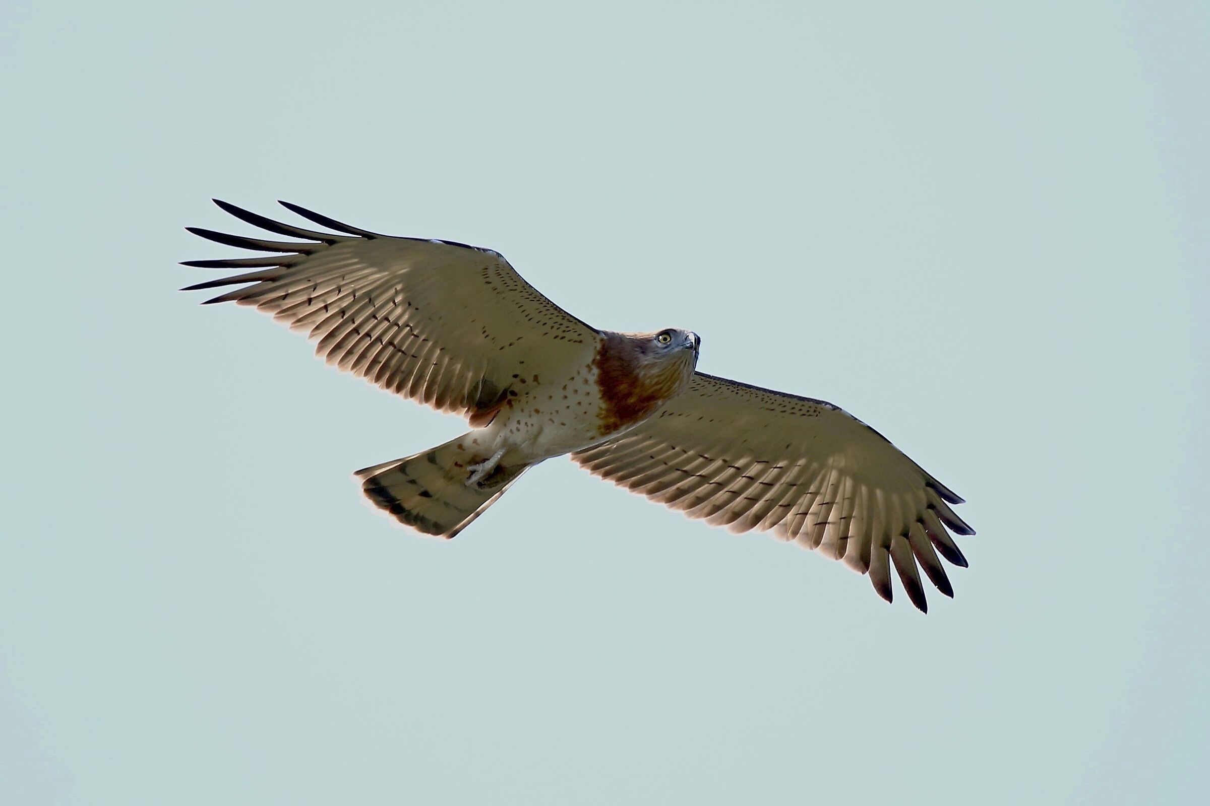 Harrier eagle