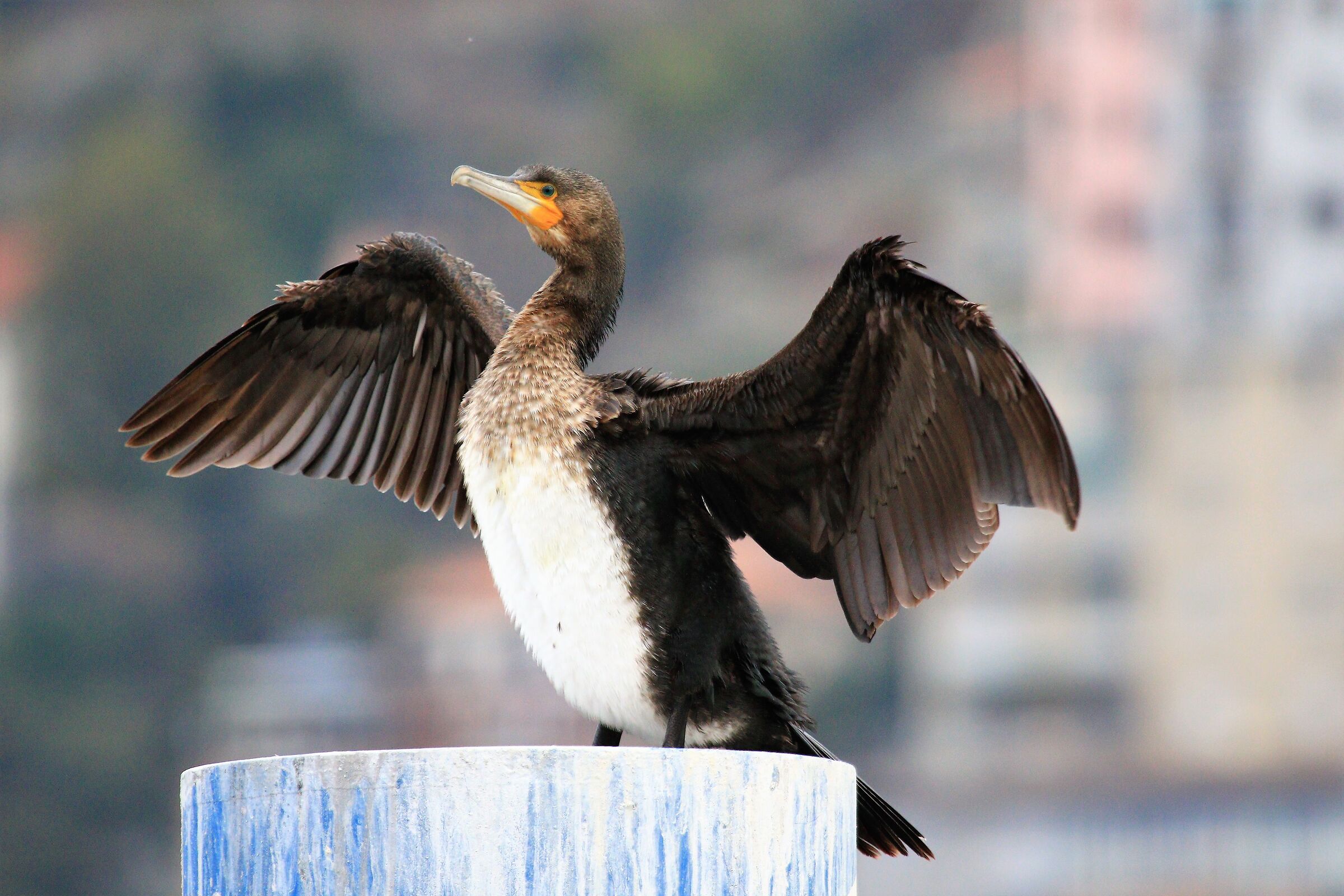 cormorant