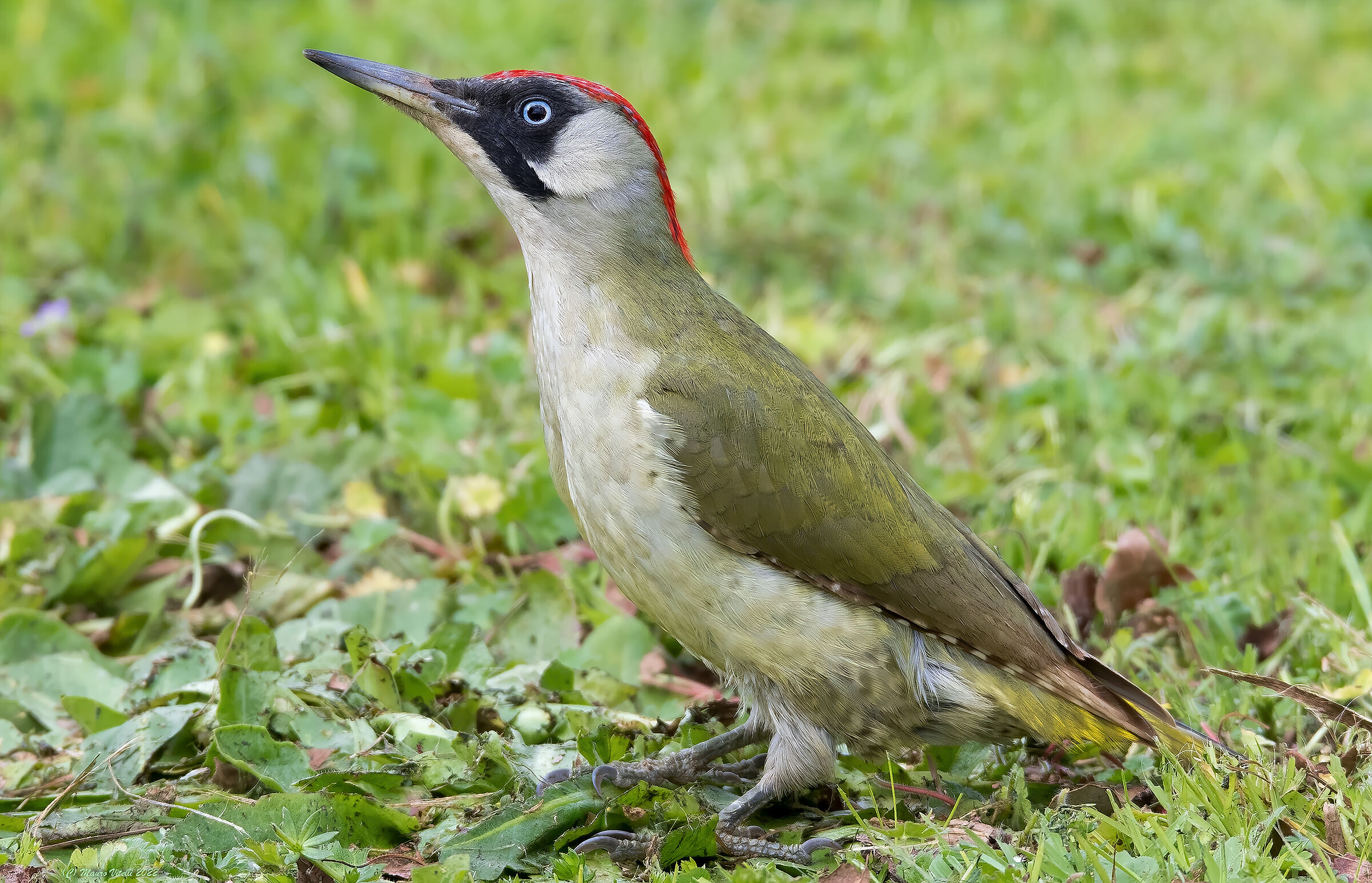 Green woodpecker (Picus virdis) female