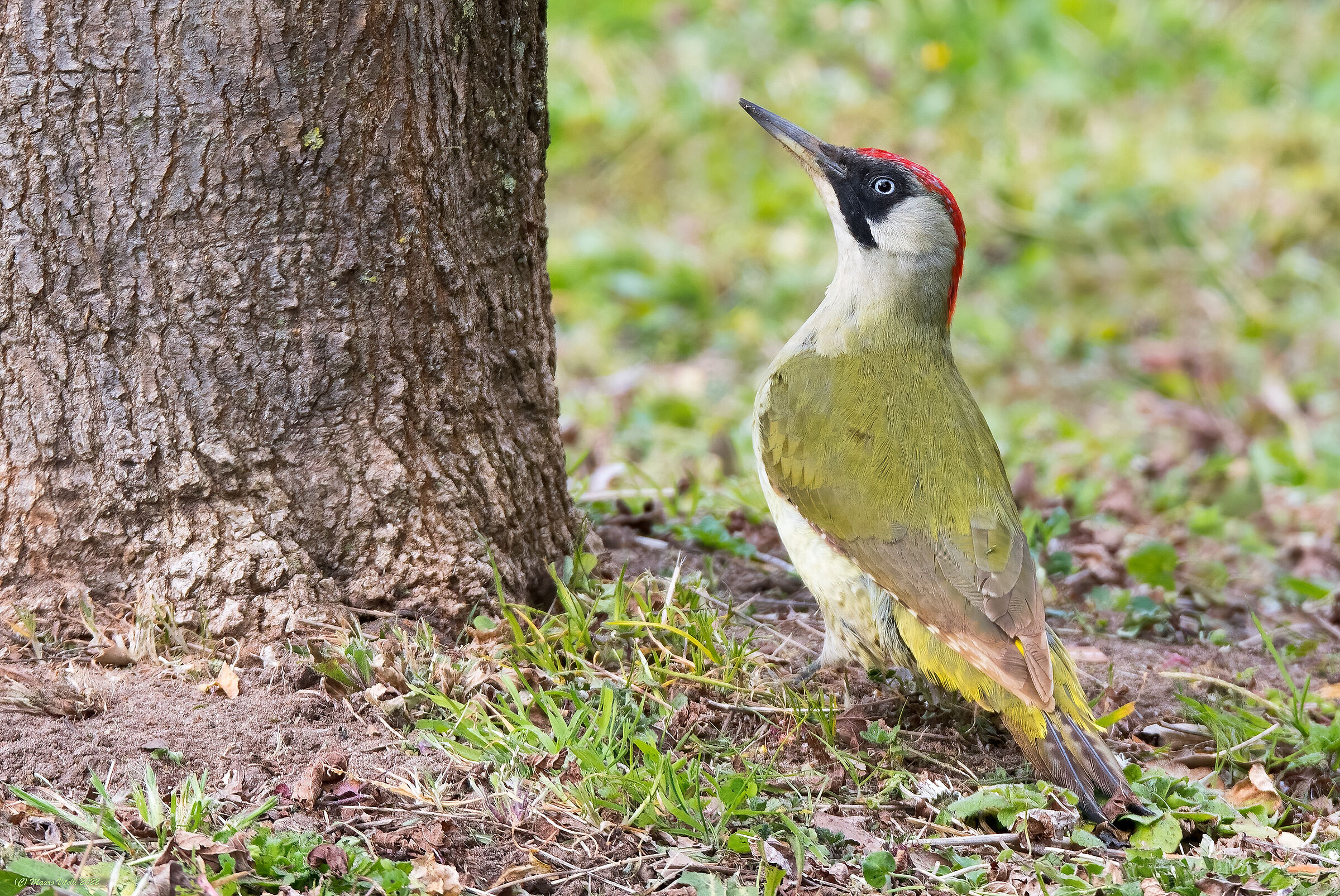 Green woodpecker (Picus virdis) female