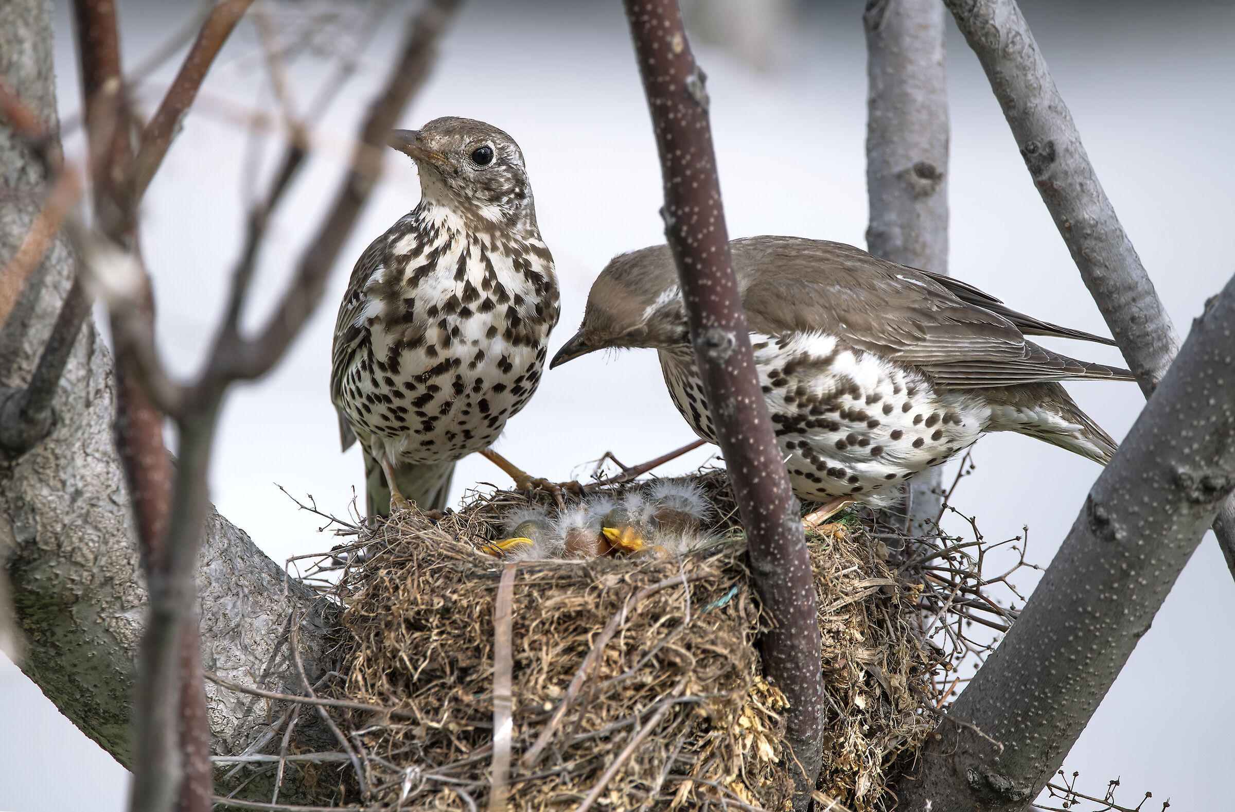 attenzione nido di tordela urbano