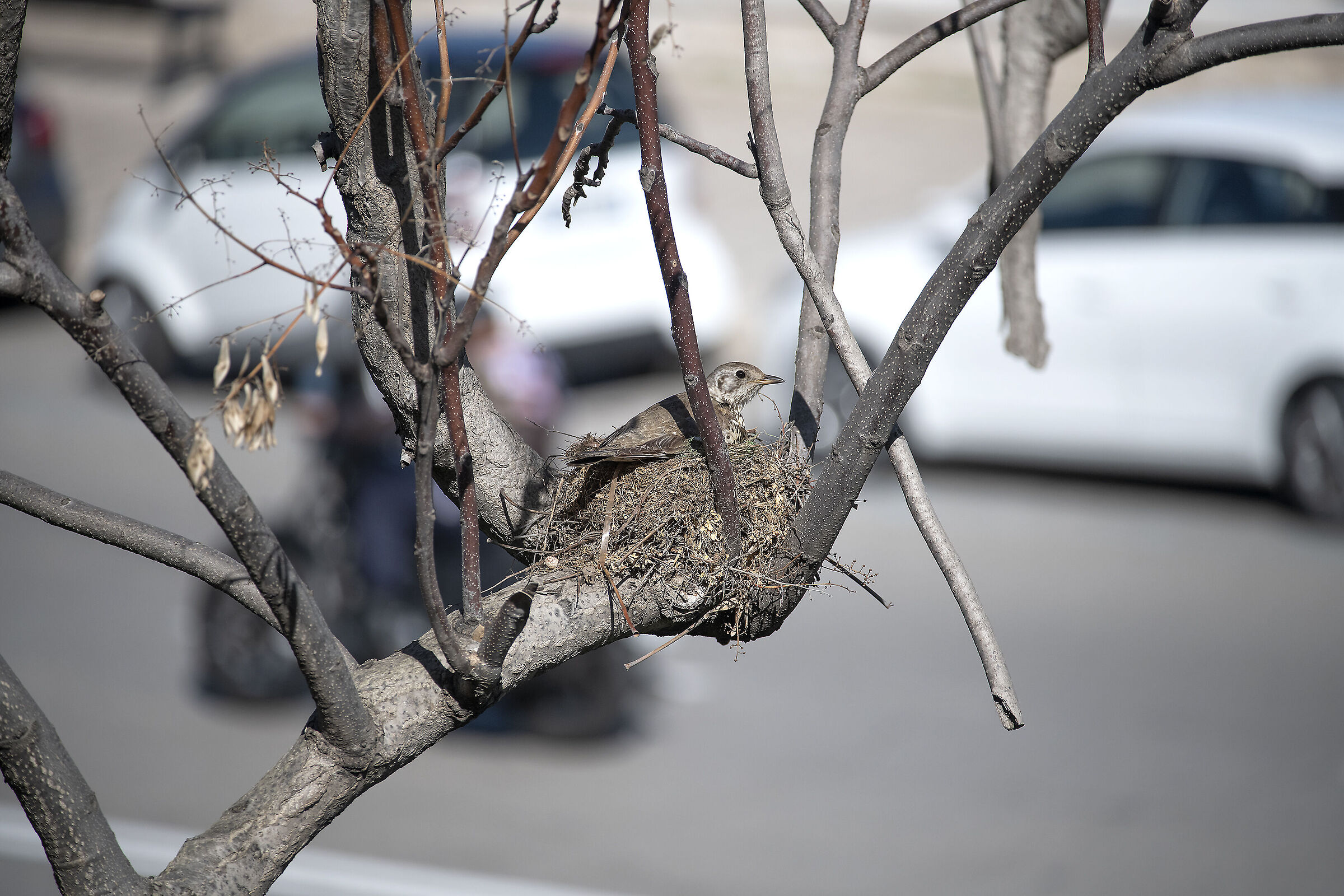 Nido e contesto urbano