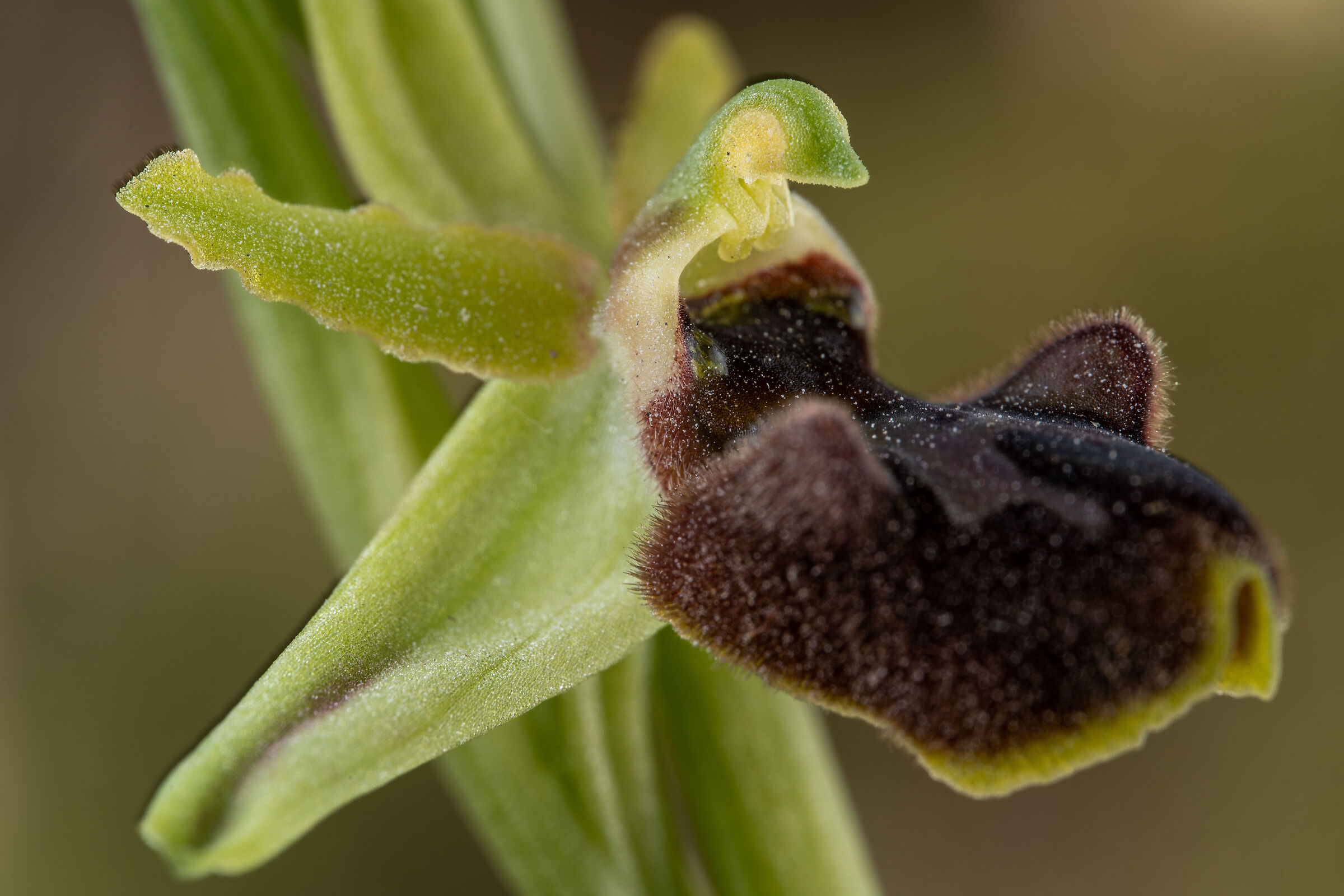 Ophrys sphegodes 2