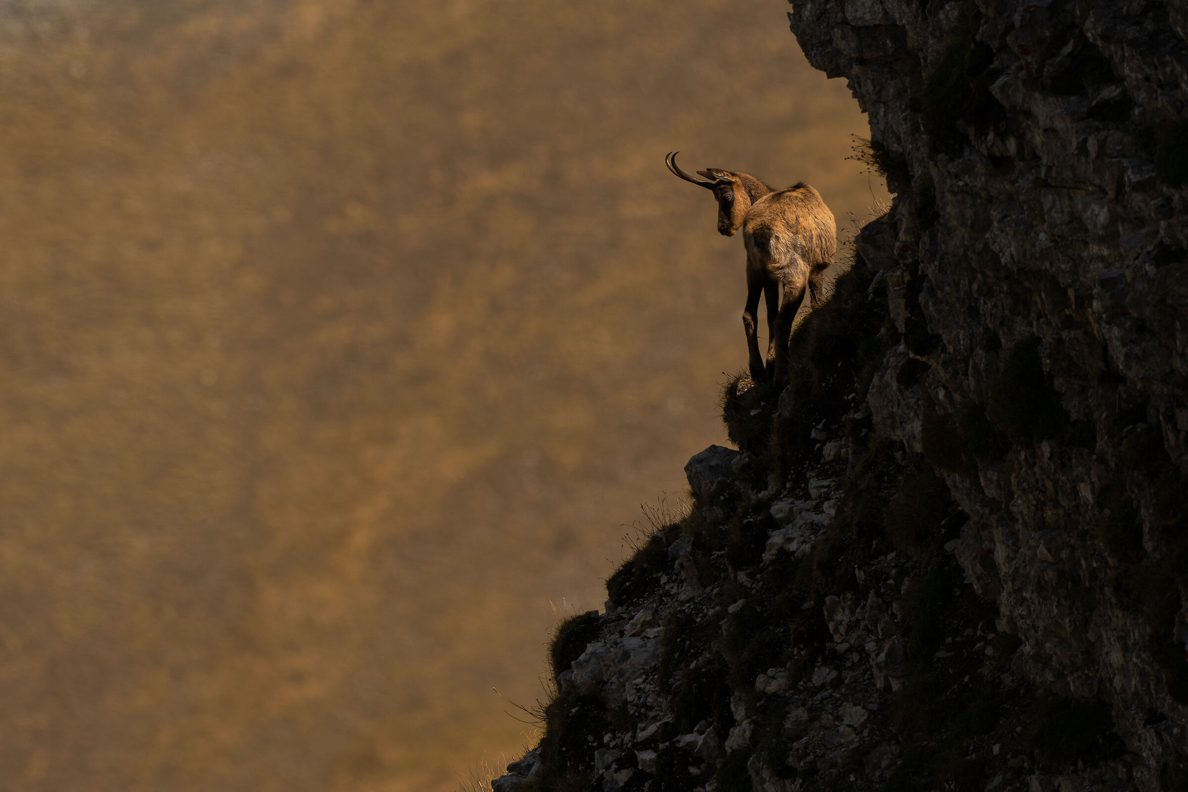 Apennine chamois