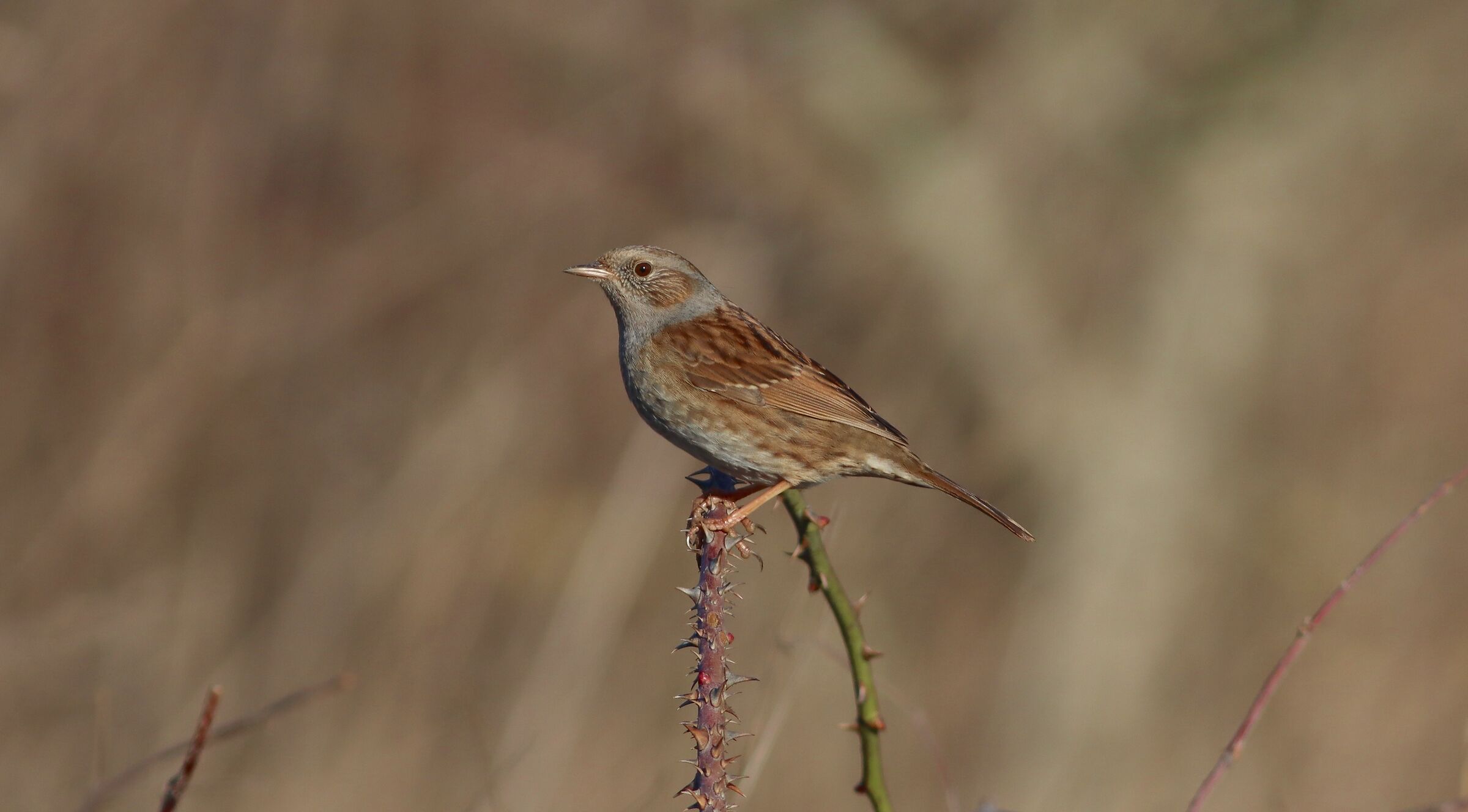 Dunnock