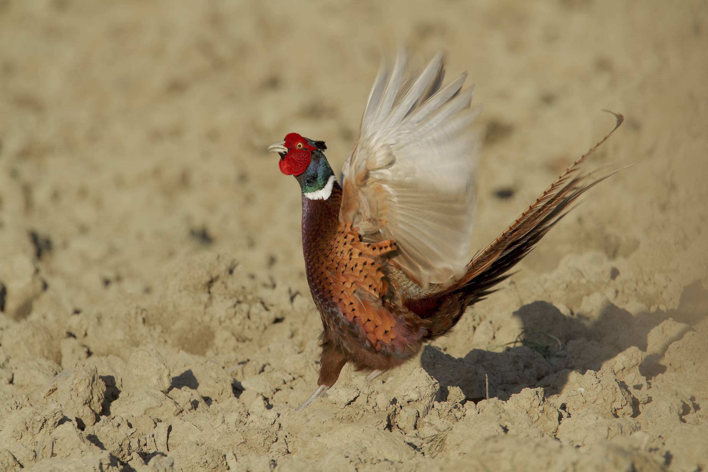 Pheasant