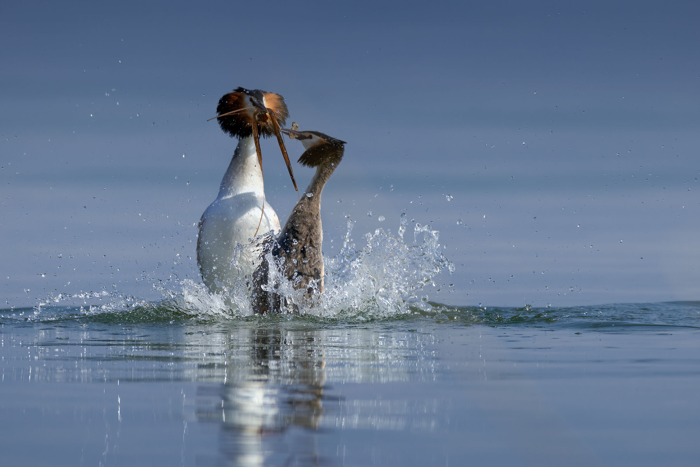 Corteggiamento con dono