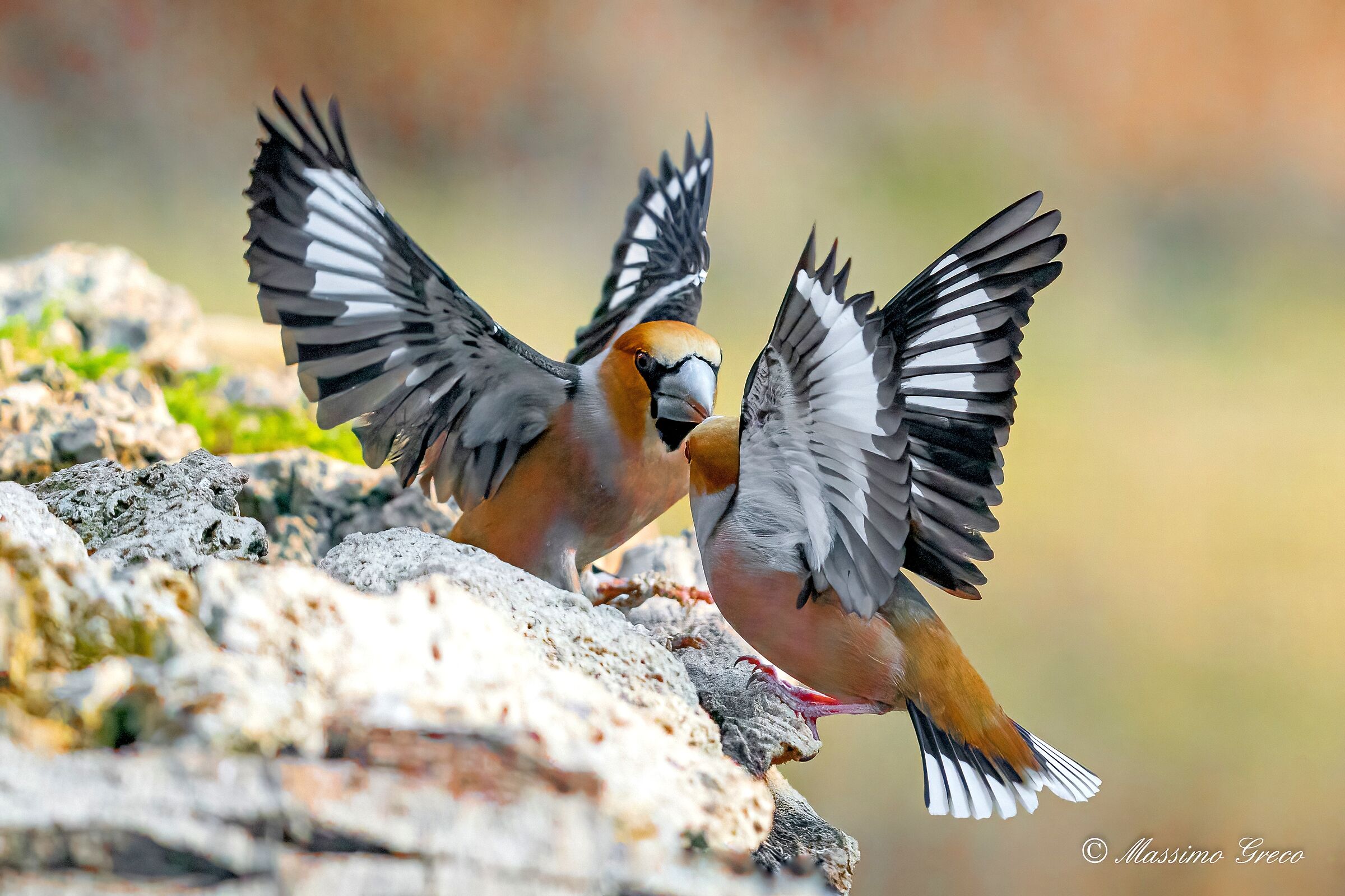 Quarrel between Frosoni