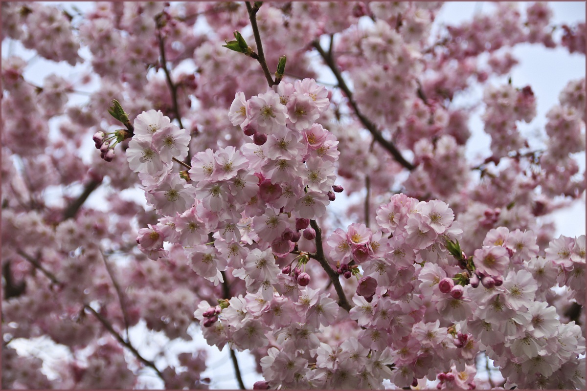 Fiori rosa, fiori di...