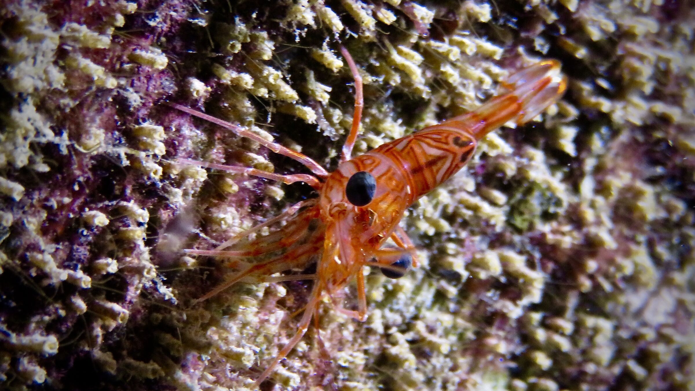 Shrimp Rhynchocinetes