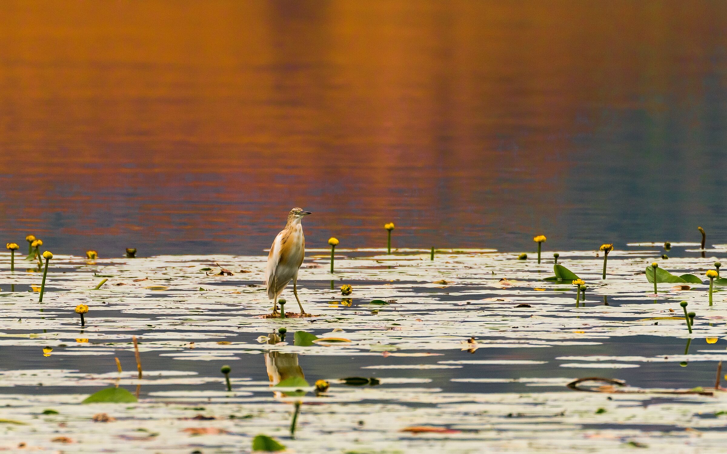 Tramonto sul lago di Chiusi.....