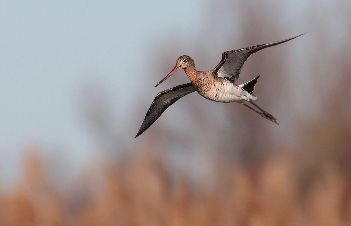 Pittima in arrivoooo