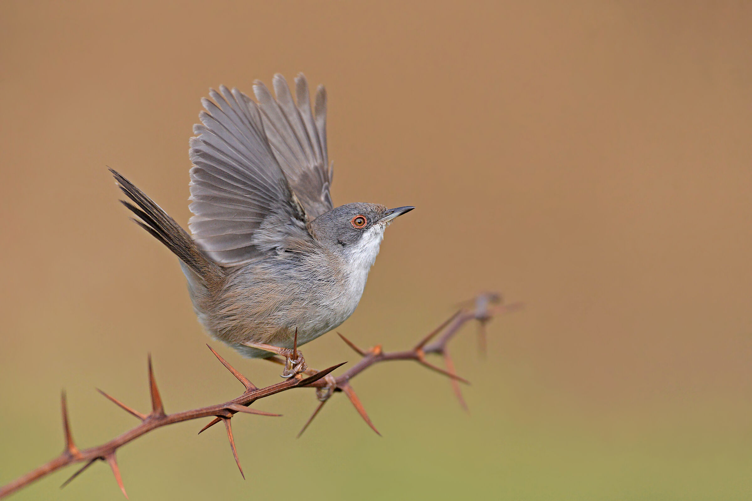 An almost white sun rises to the east...