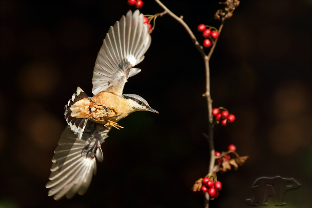 Eurasian Nuthatch (Sitta europaea)