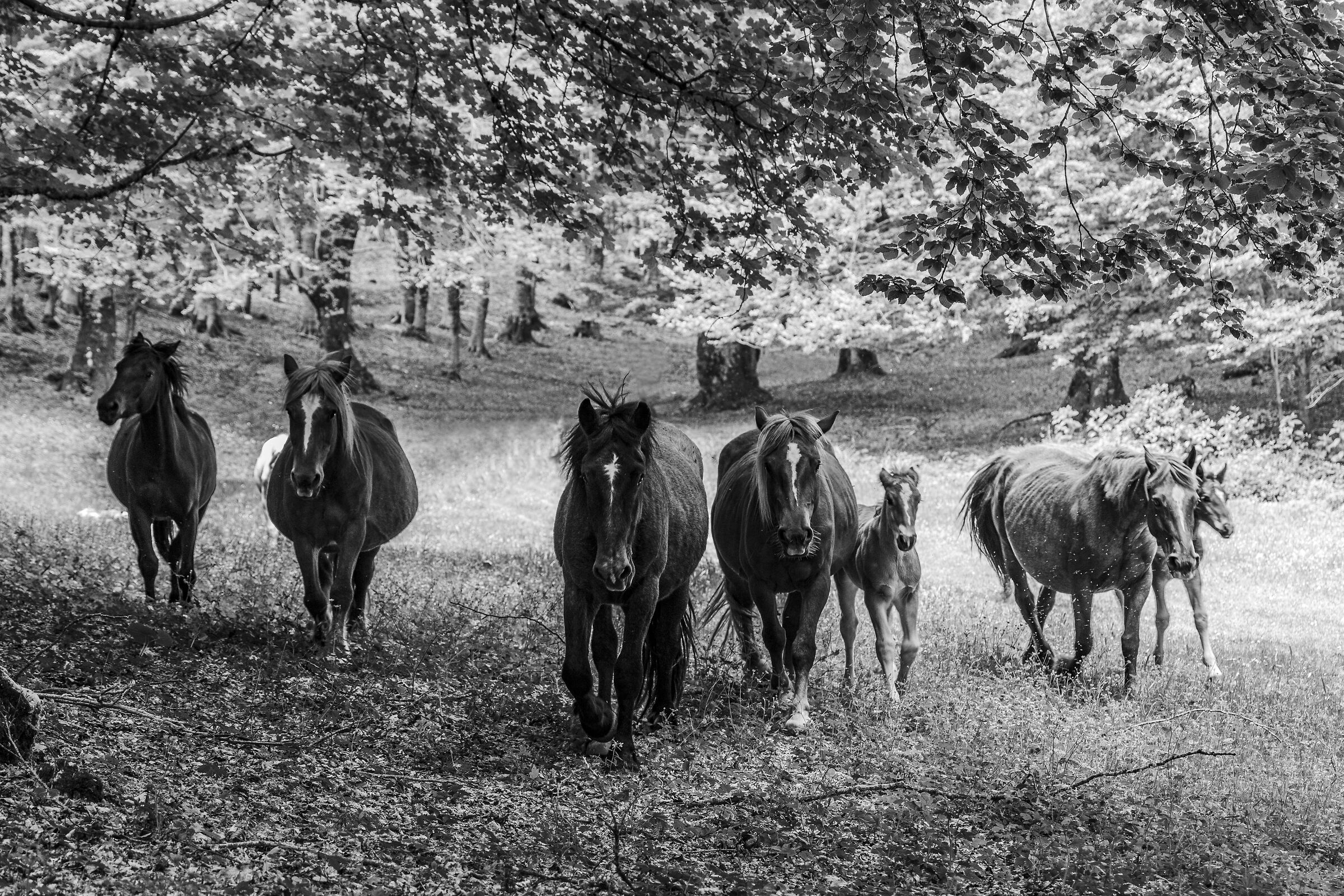 Equine encounters at bone field