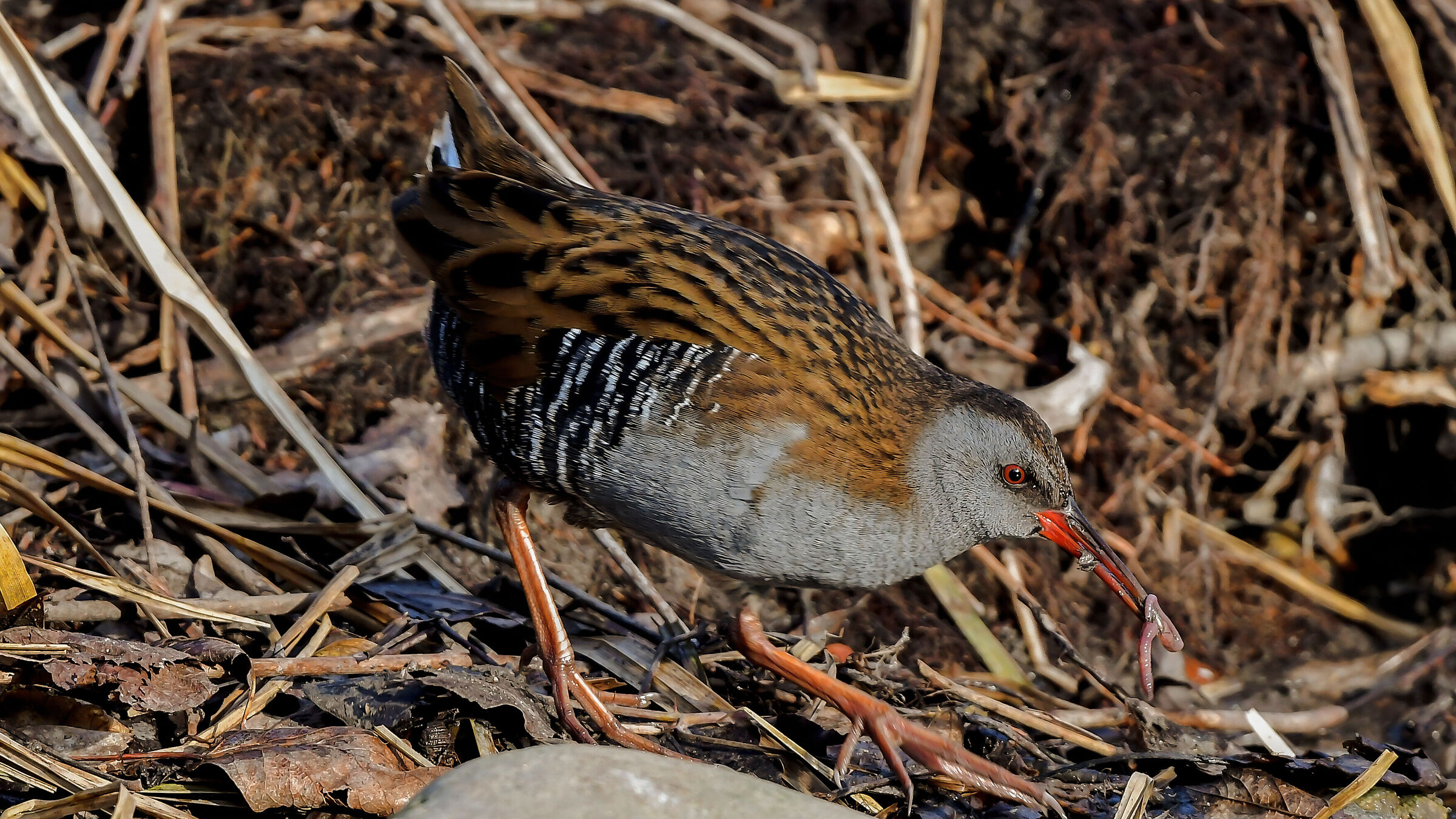 Porciglione e il  povero verme