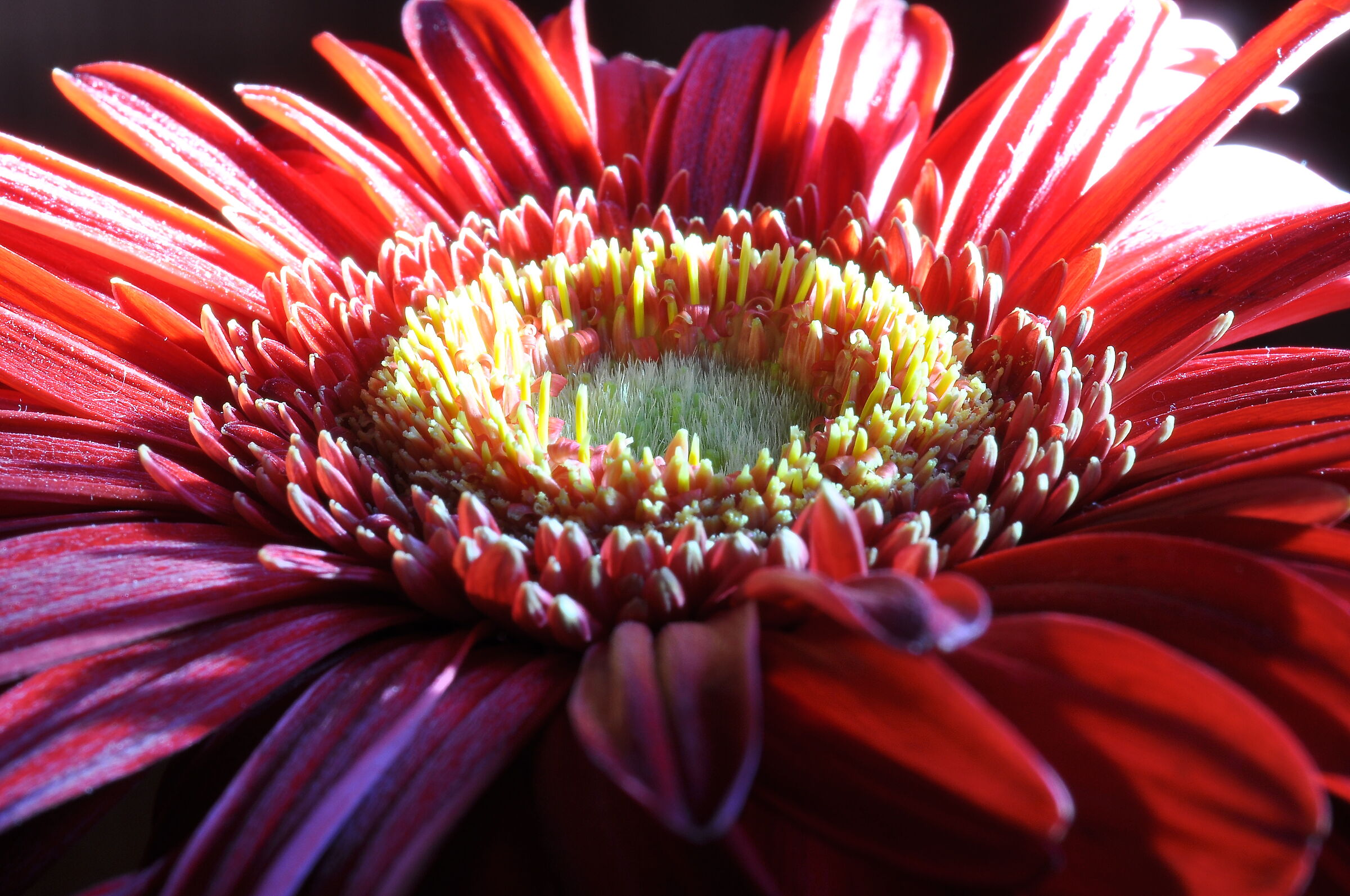 Gerbera