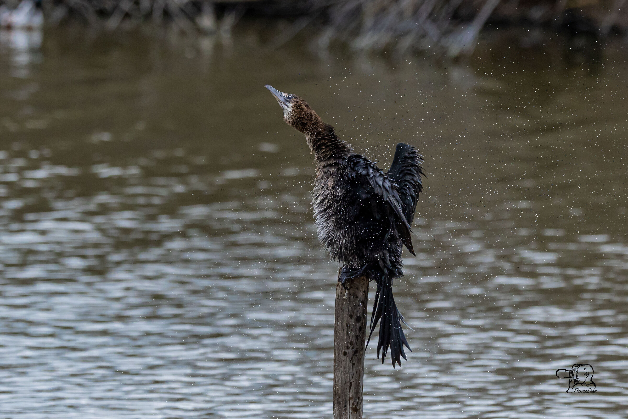 The Centrifuge of Marangone Minore