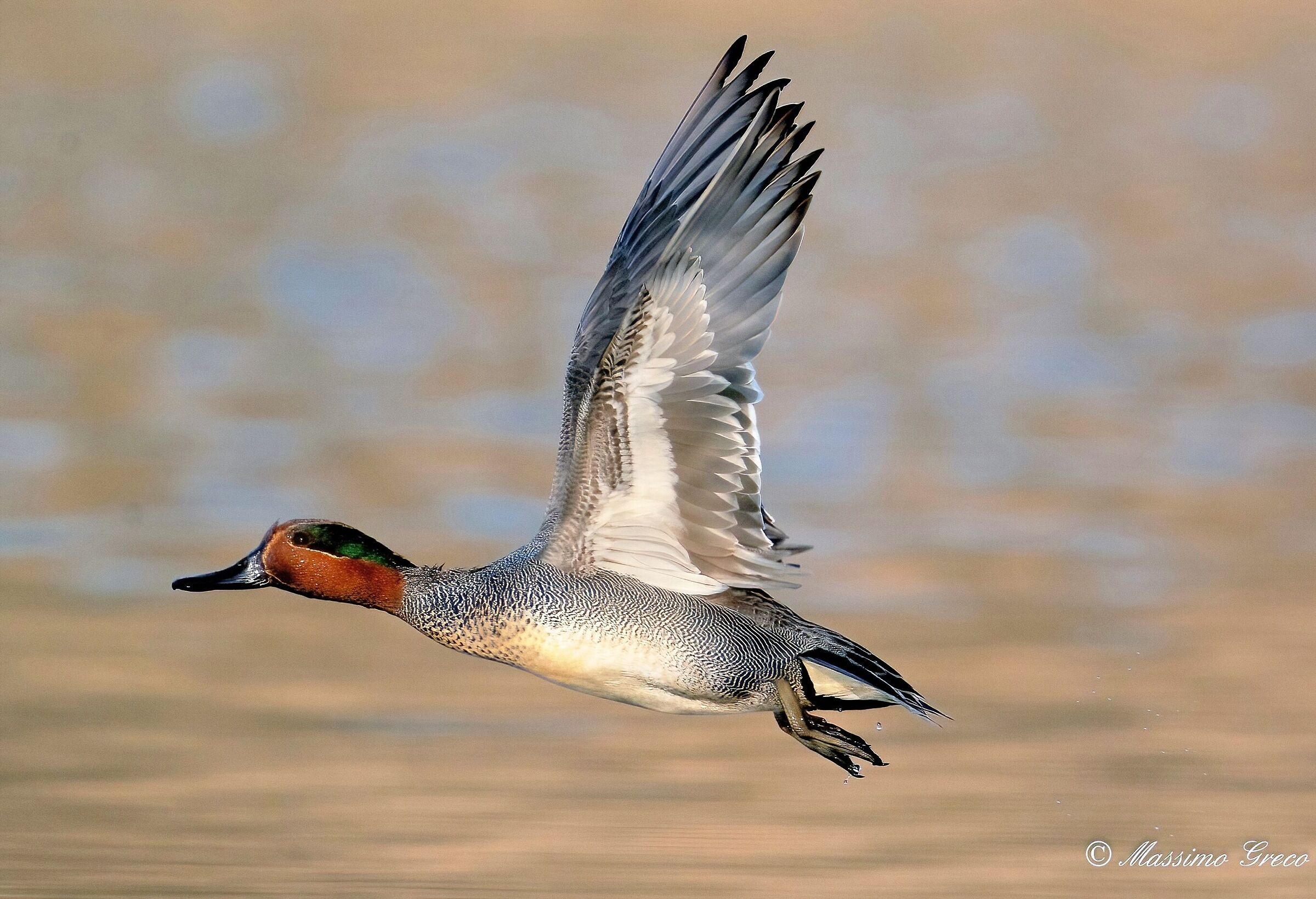 Alzavola (Anas crecca)