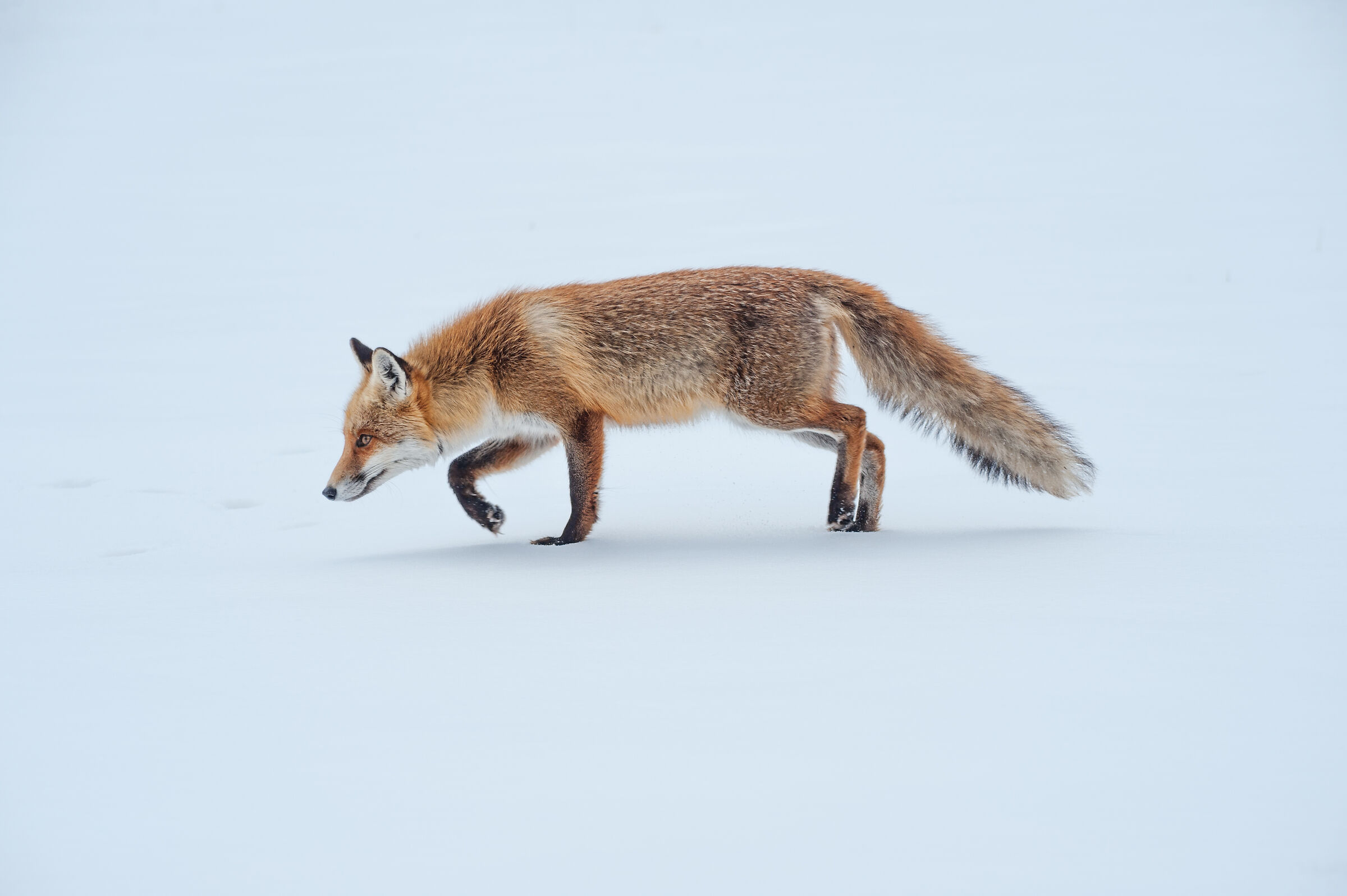 The fox's step