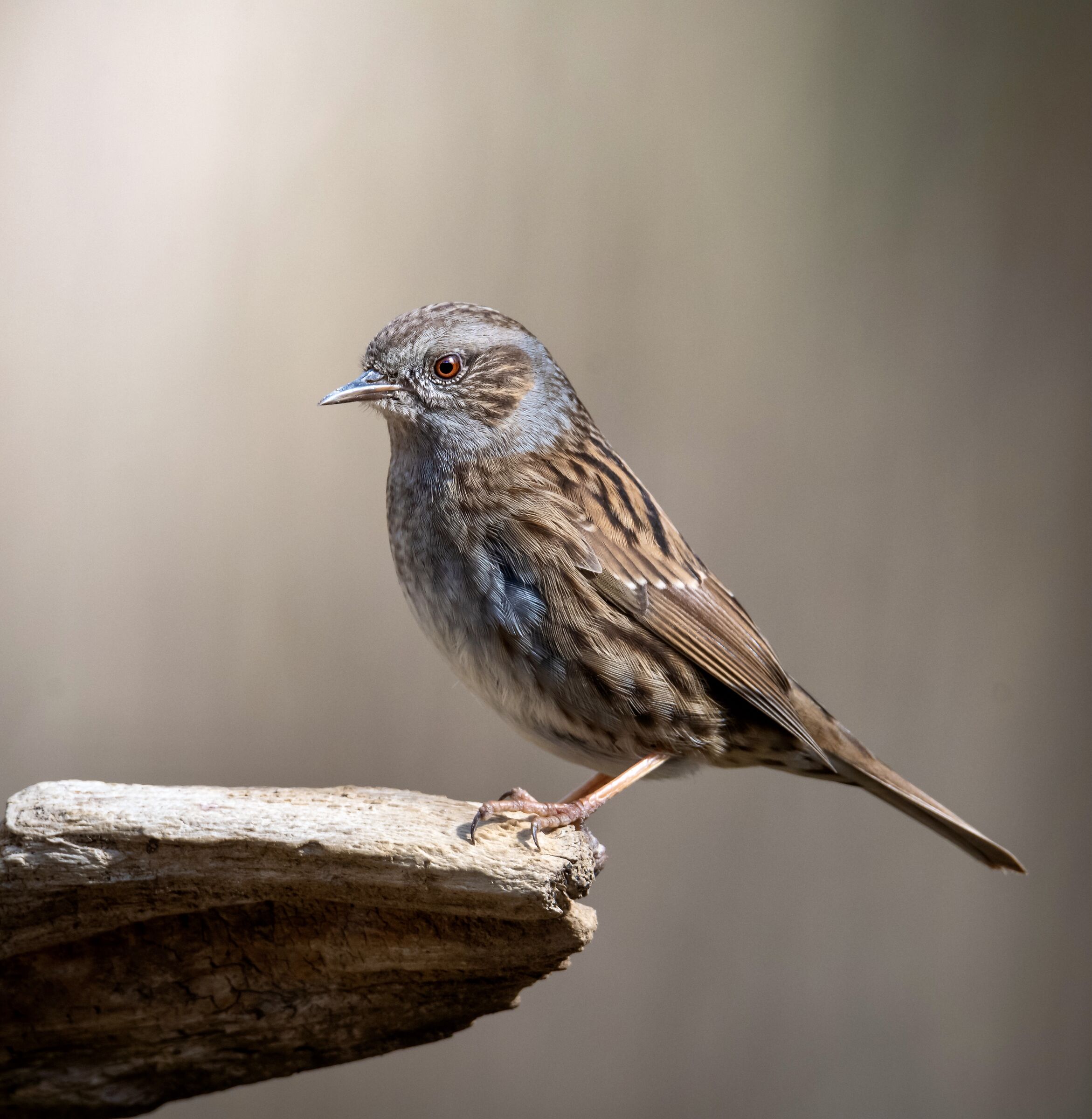 Passera scopaiola - Prunella modularis