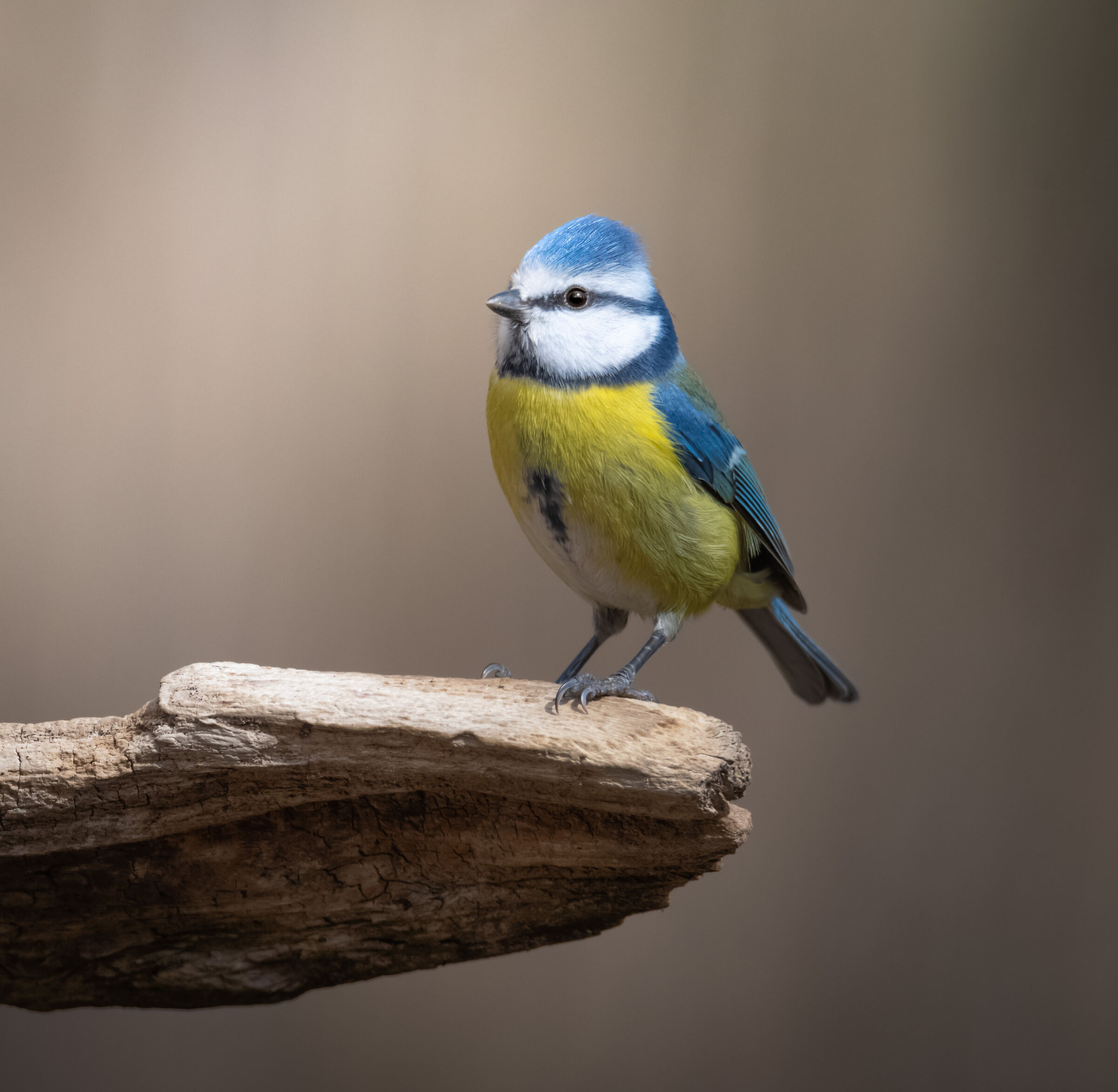 Cinciarella - Cyanistes caeruleus