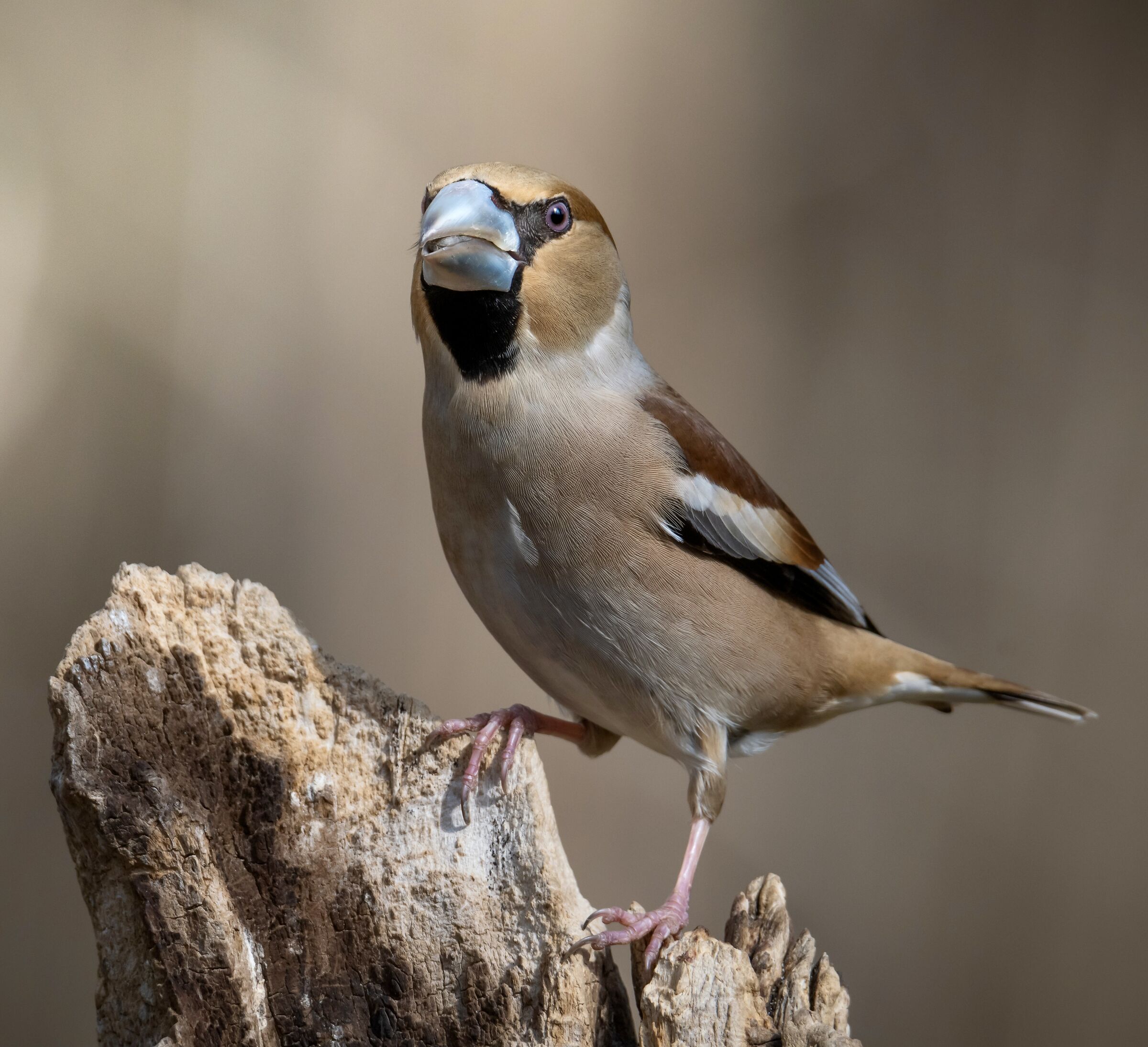 Frosone - Coccothraustes coccothraustes