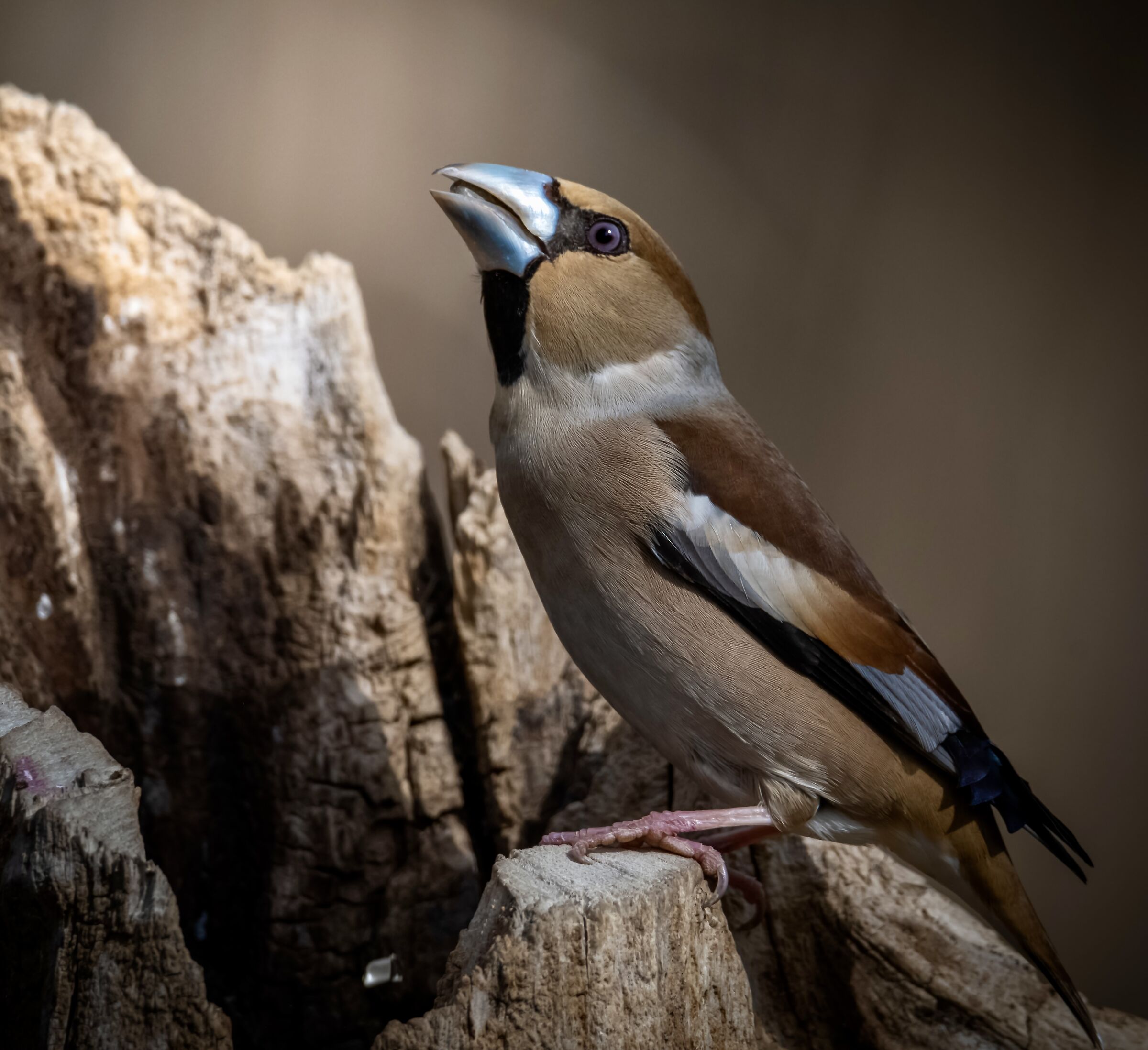 Frosone - Coccothraustes coccothraustes