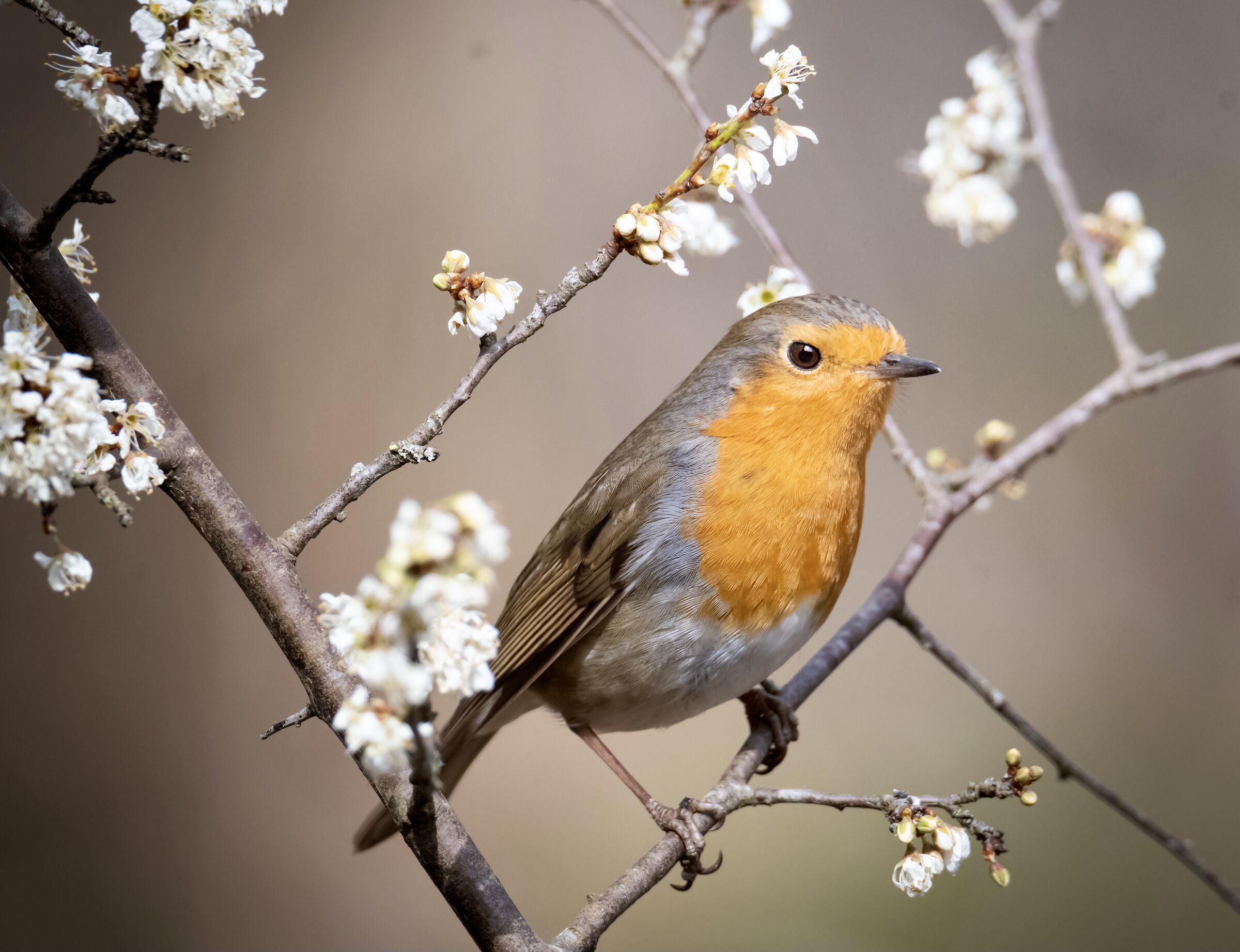 Pettirosso - Erithacus rubecula