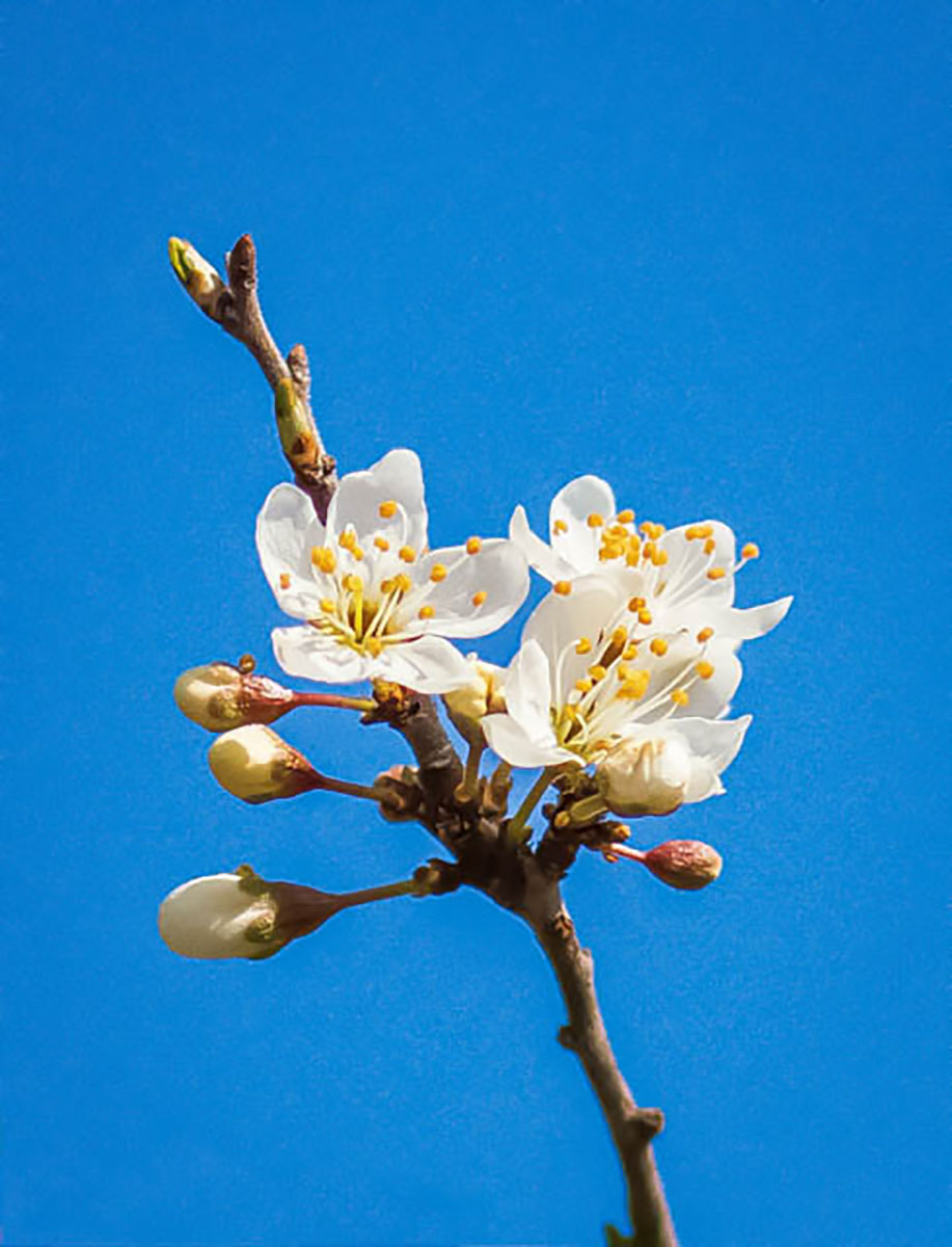 Fiore di biancospino