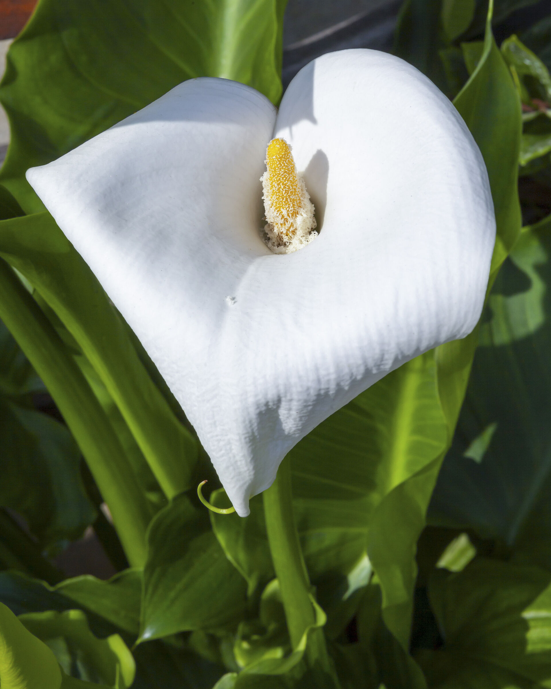 A heart to celebrate March 8