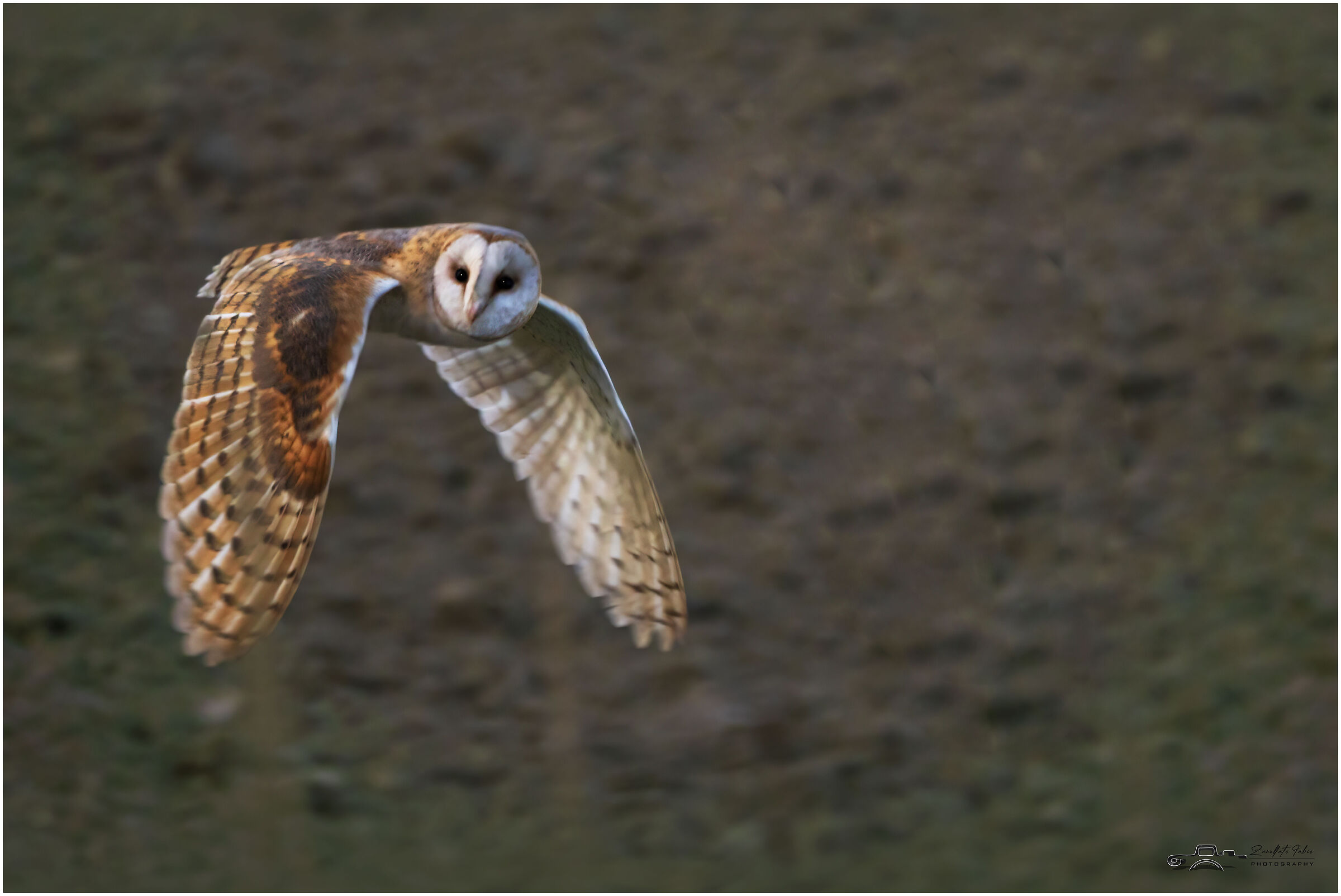 the daytime Barn owl