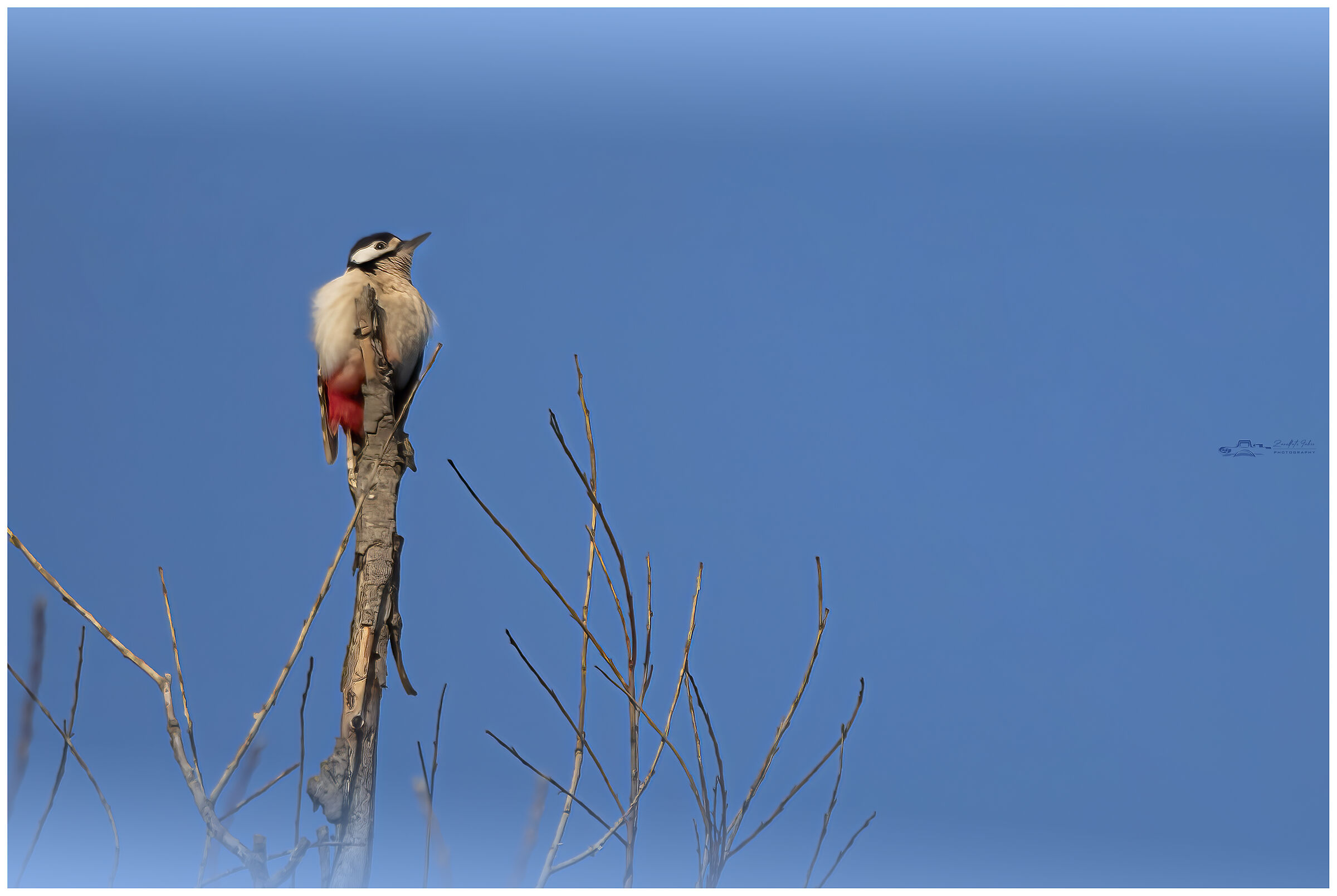 The female lookout woodpecker