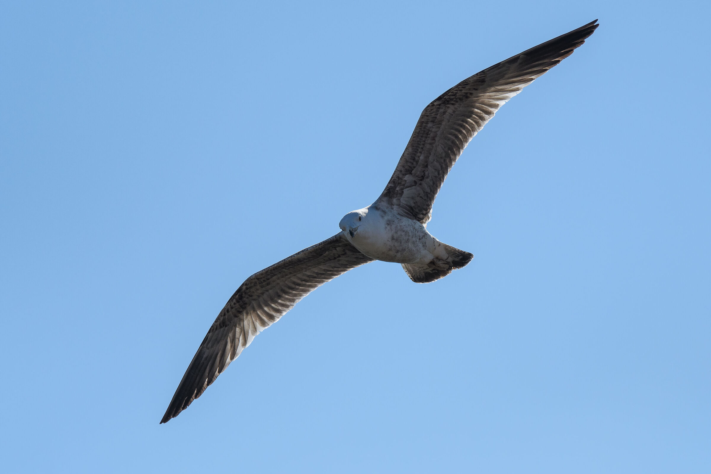 Gull