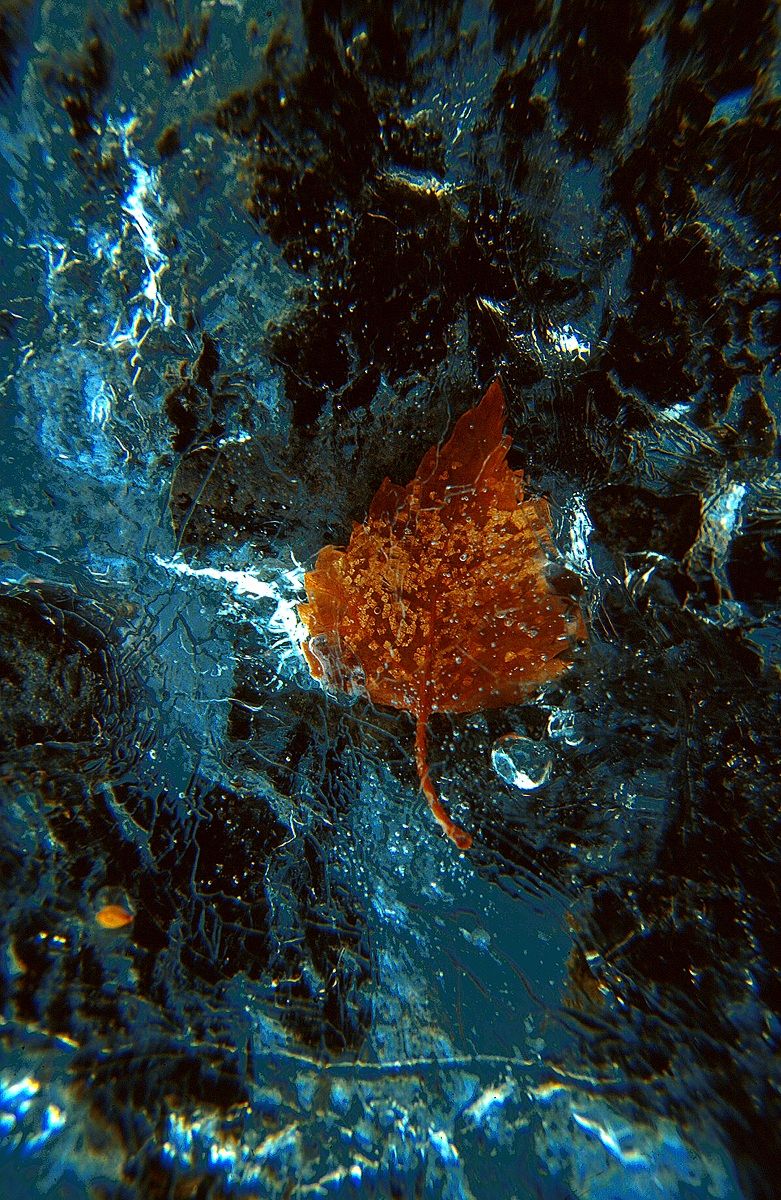 Foglie nel ghiaccio 9