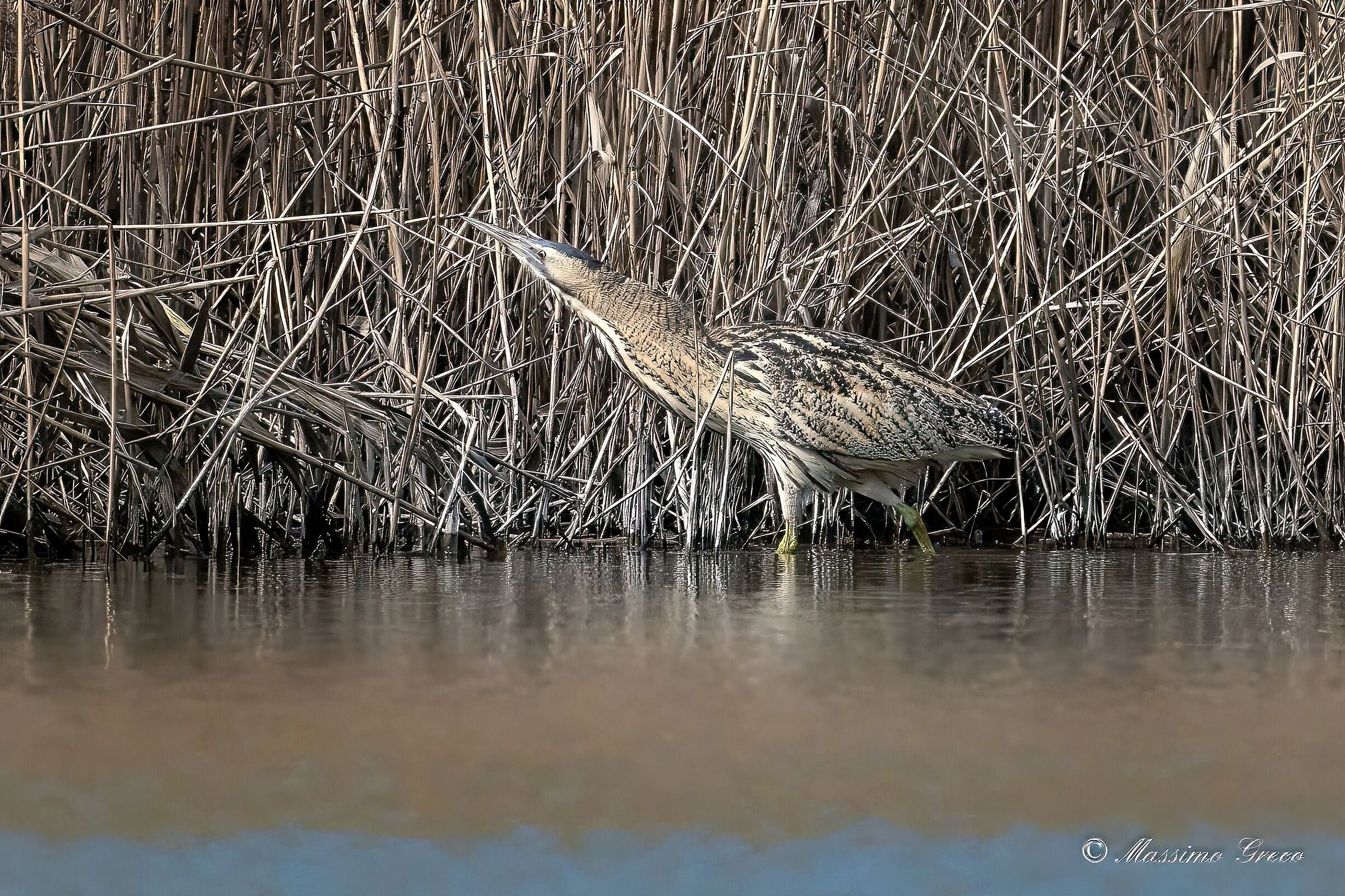 Bittern (Botaurus stellaris)