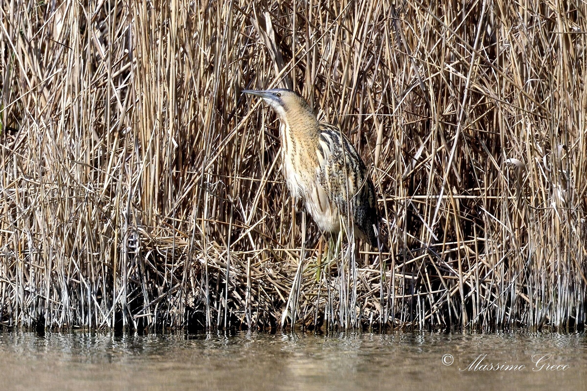 Bittern (Botaurus stellaris)