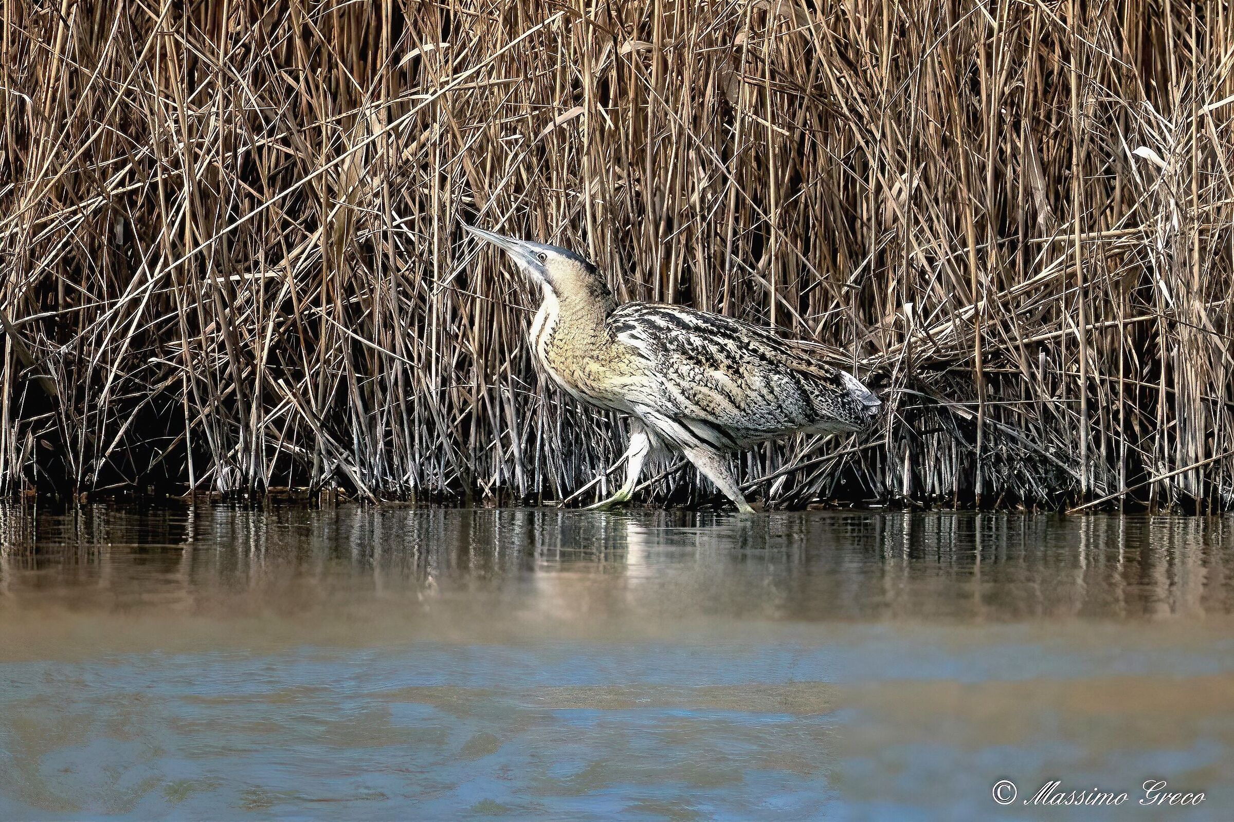 Bittern (Botaurus stellaris)