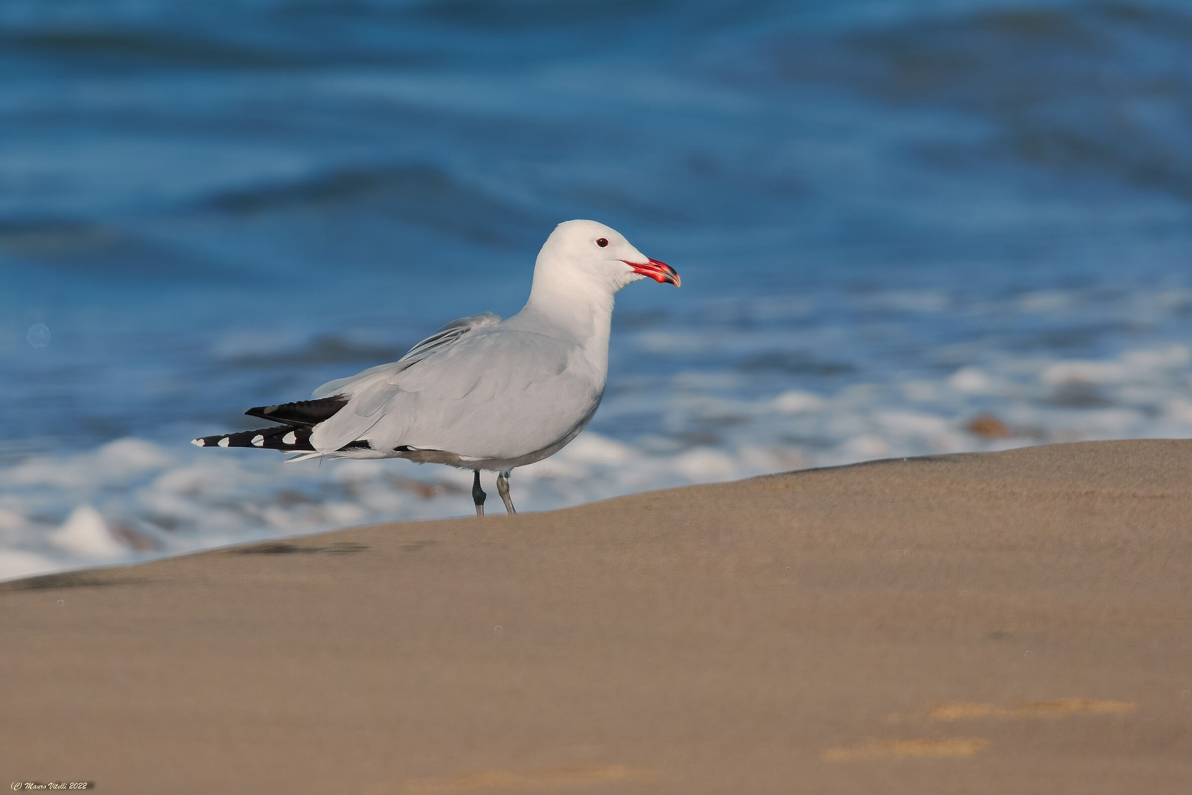 Corsican gull (Laurus audouinii)