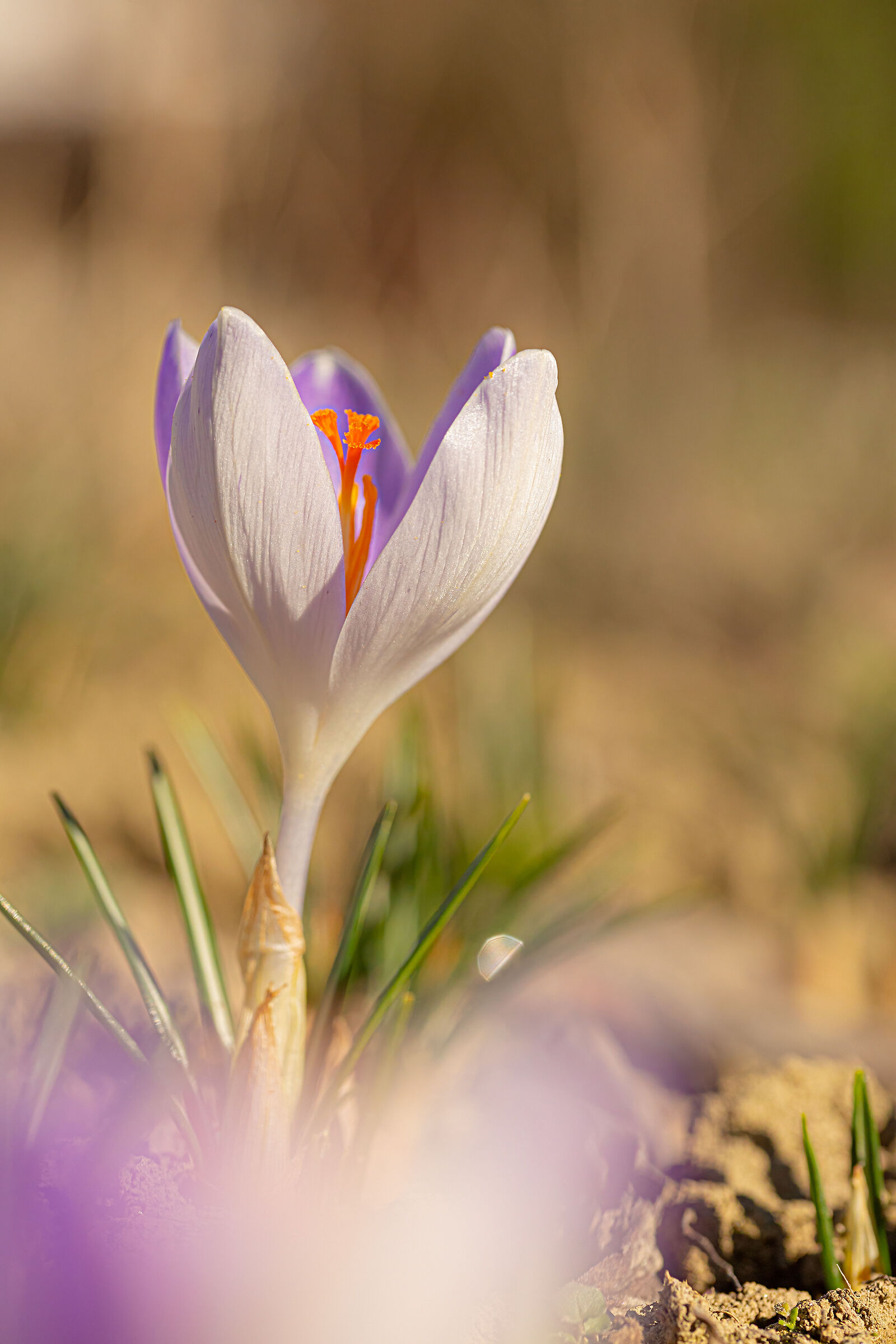 Crocus