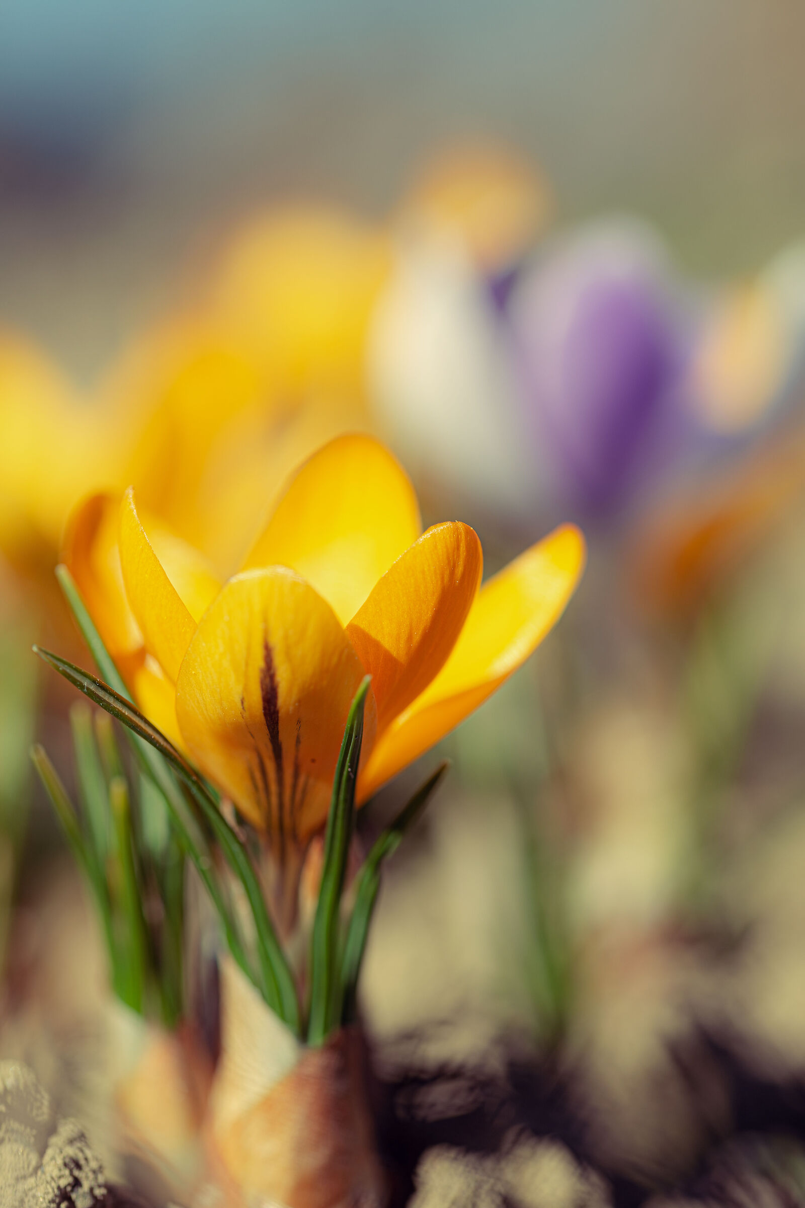 Crocus
