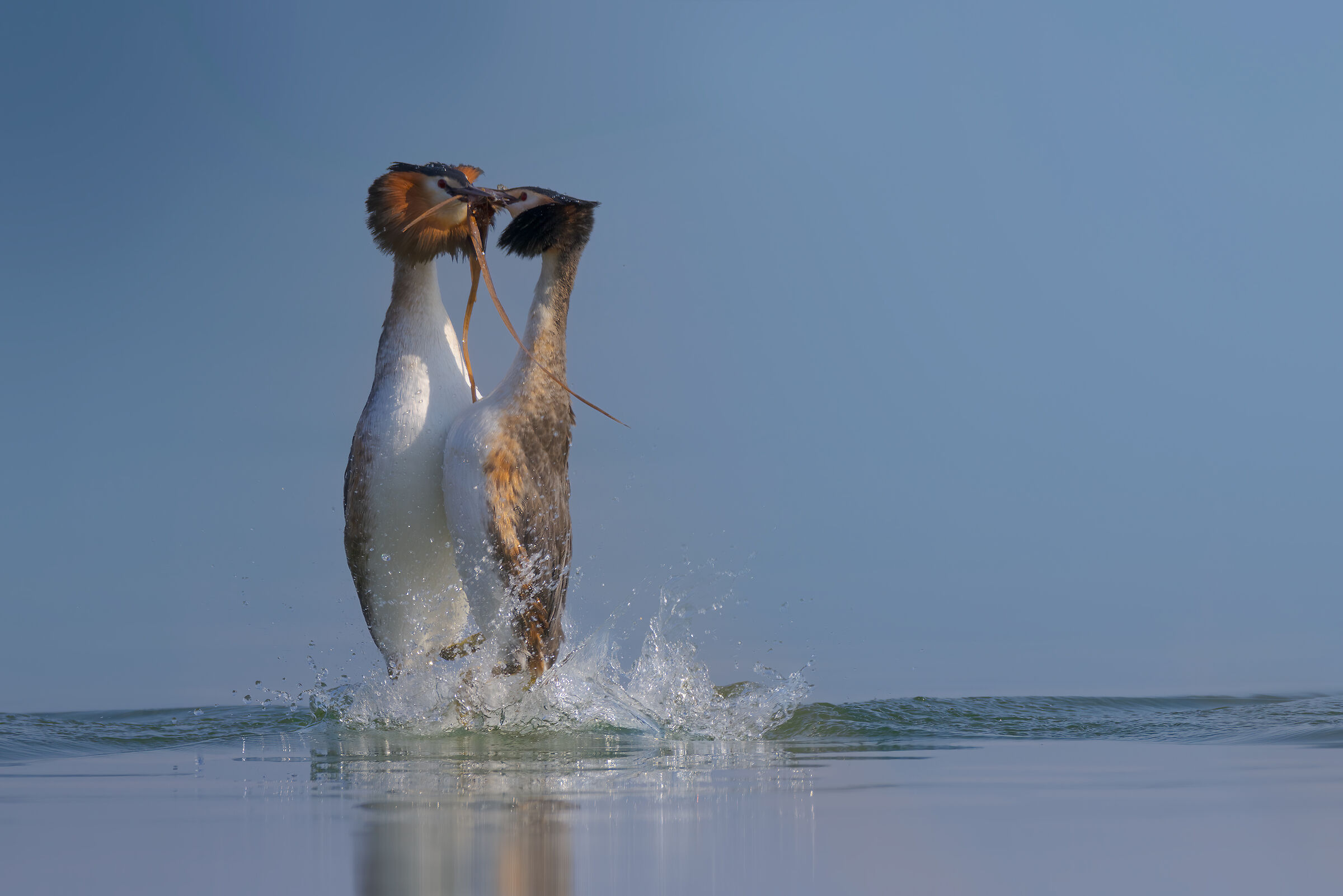 Parata di corteggiamento
