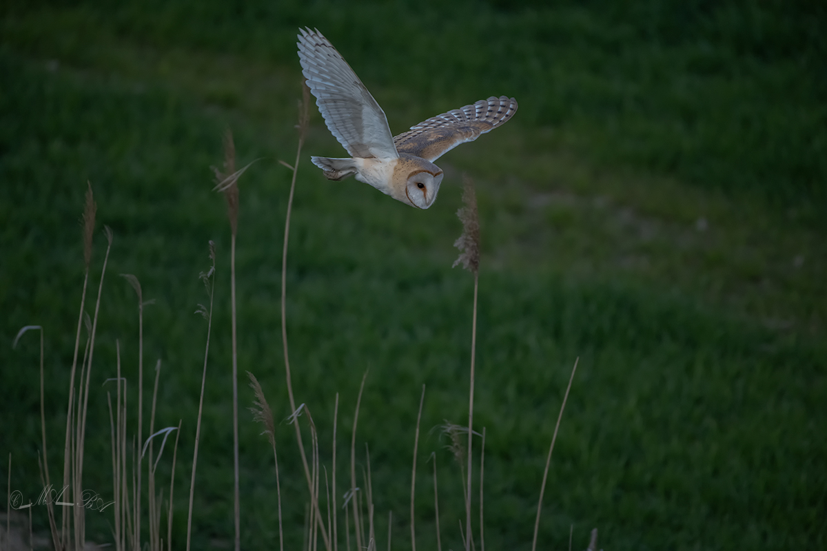 barbagianni tra le canne